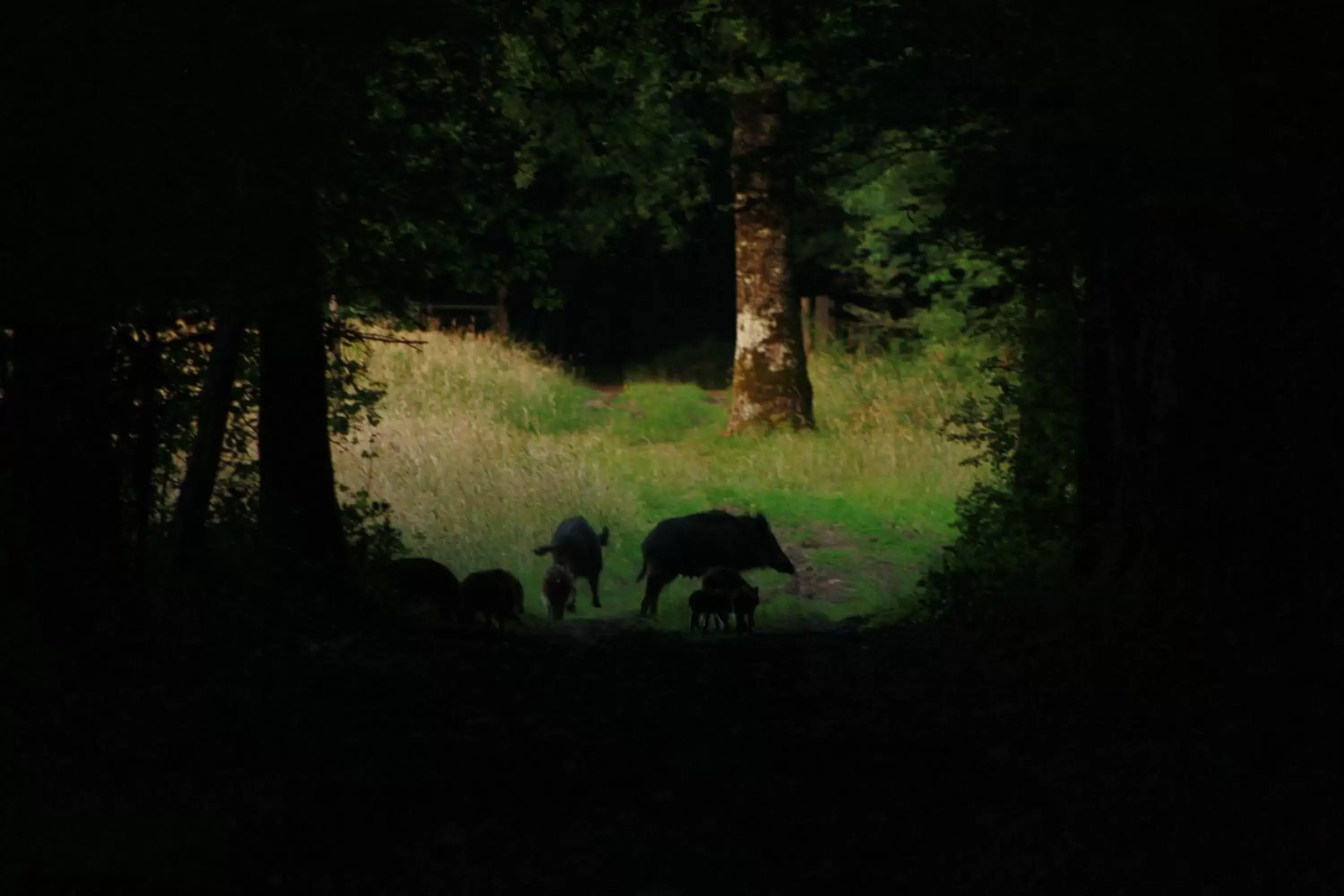 Other, Other Animals in Chambres et Table d'Hôtes Les Machetières