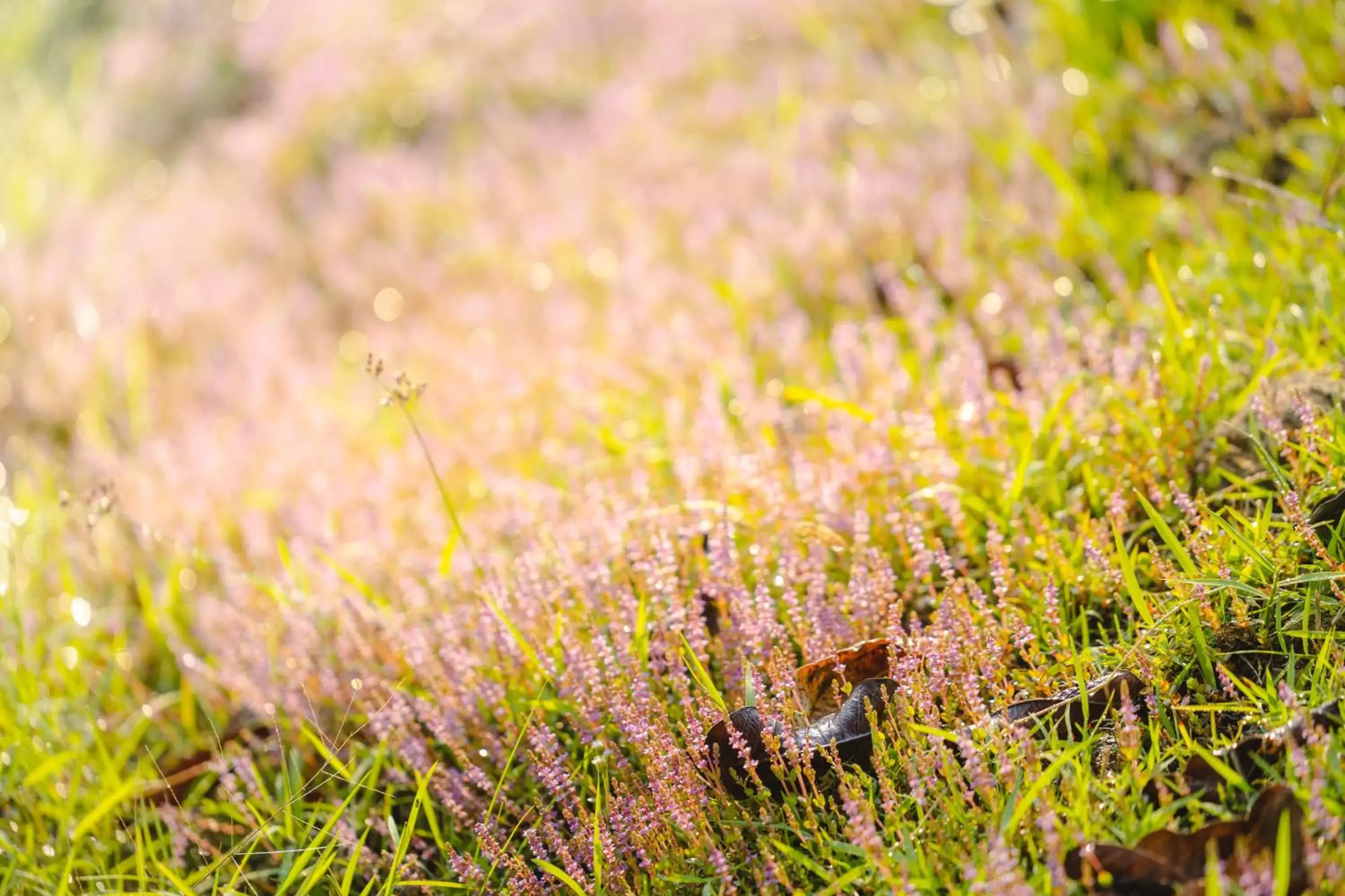 Natural landscape, Other Animals in Katiliya Mountain Resort And Spa