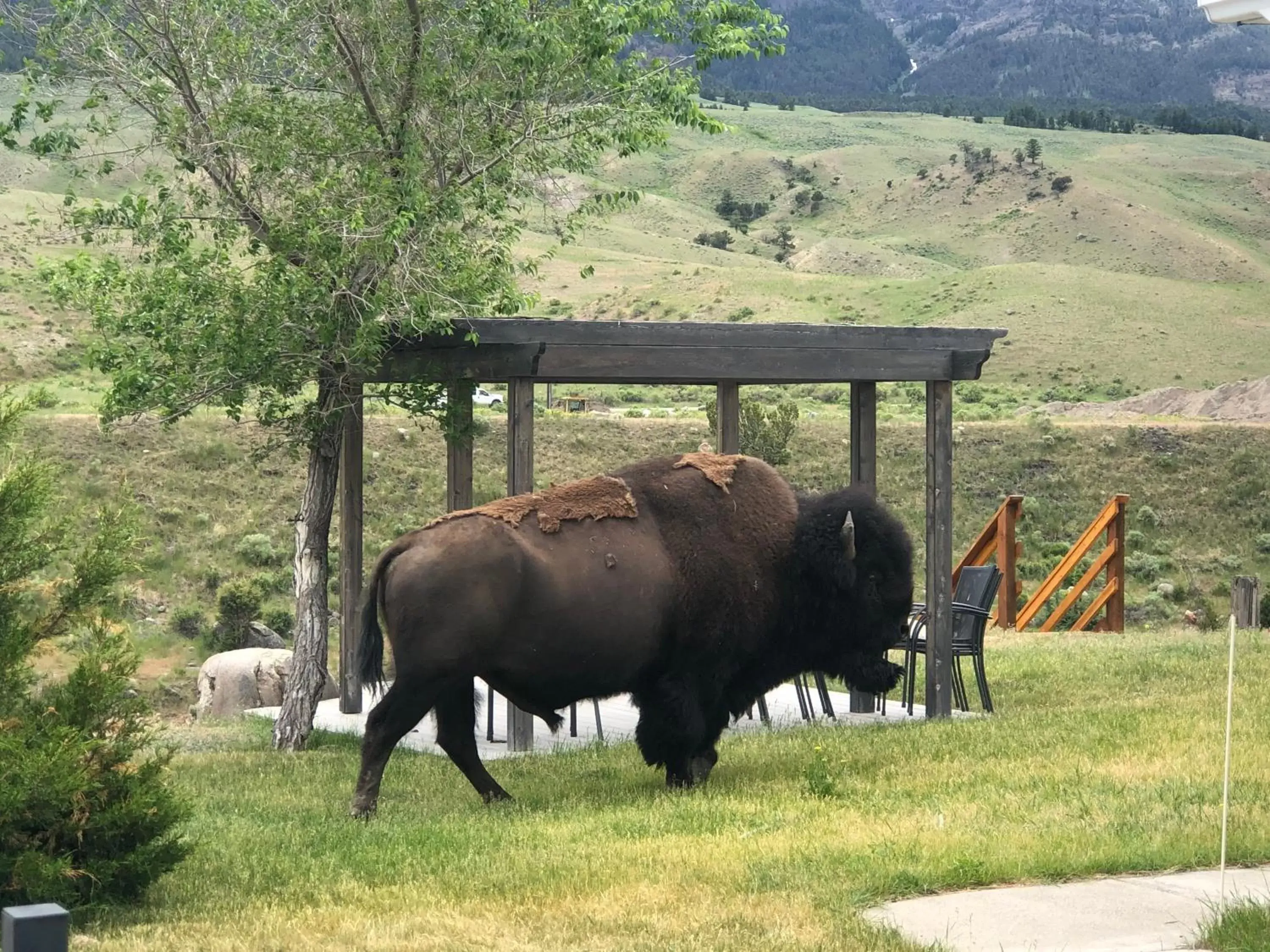 Other Animals in Yellowstone Gateway Inn