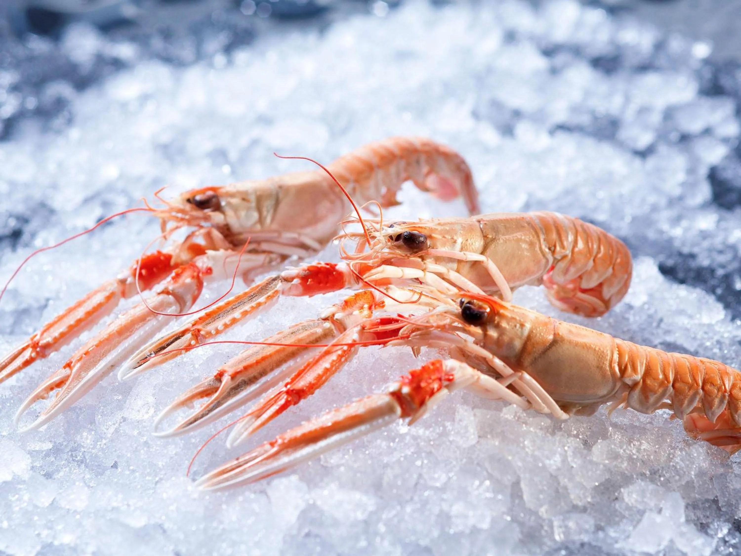 Restaurant/places to eat in Emeria Dinard Thalasso Spa