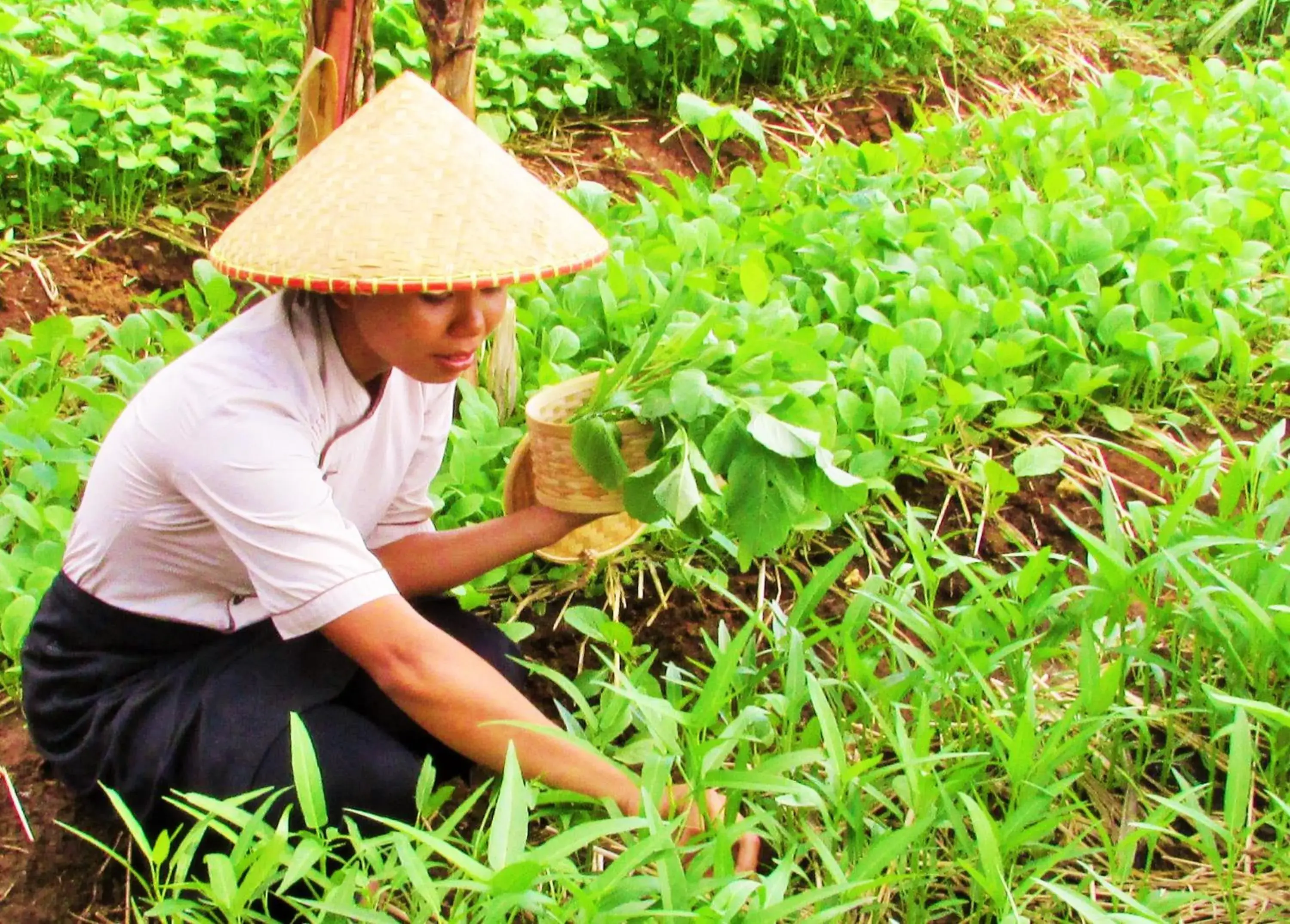 Activities in Temuku Villas Ubud - CHSE Certified