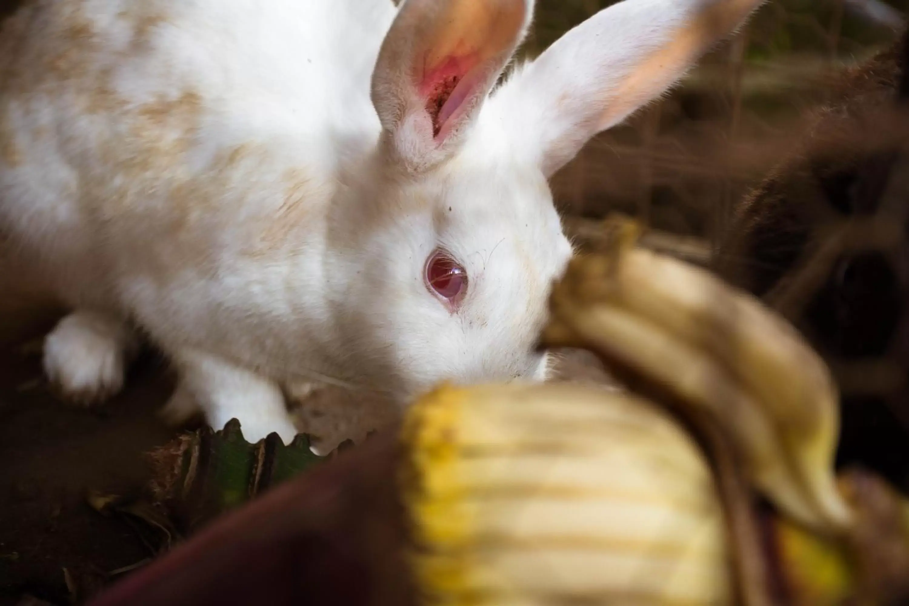 Pets in Zawadi House Lodge