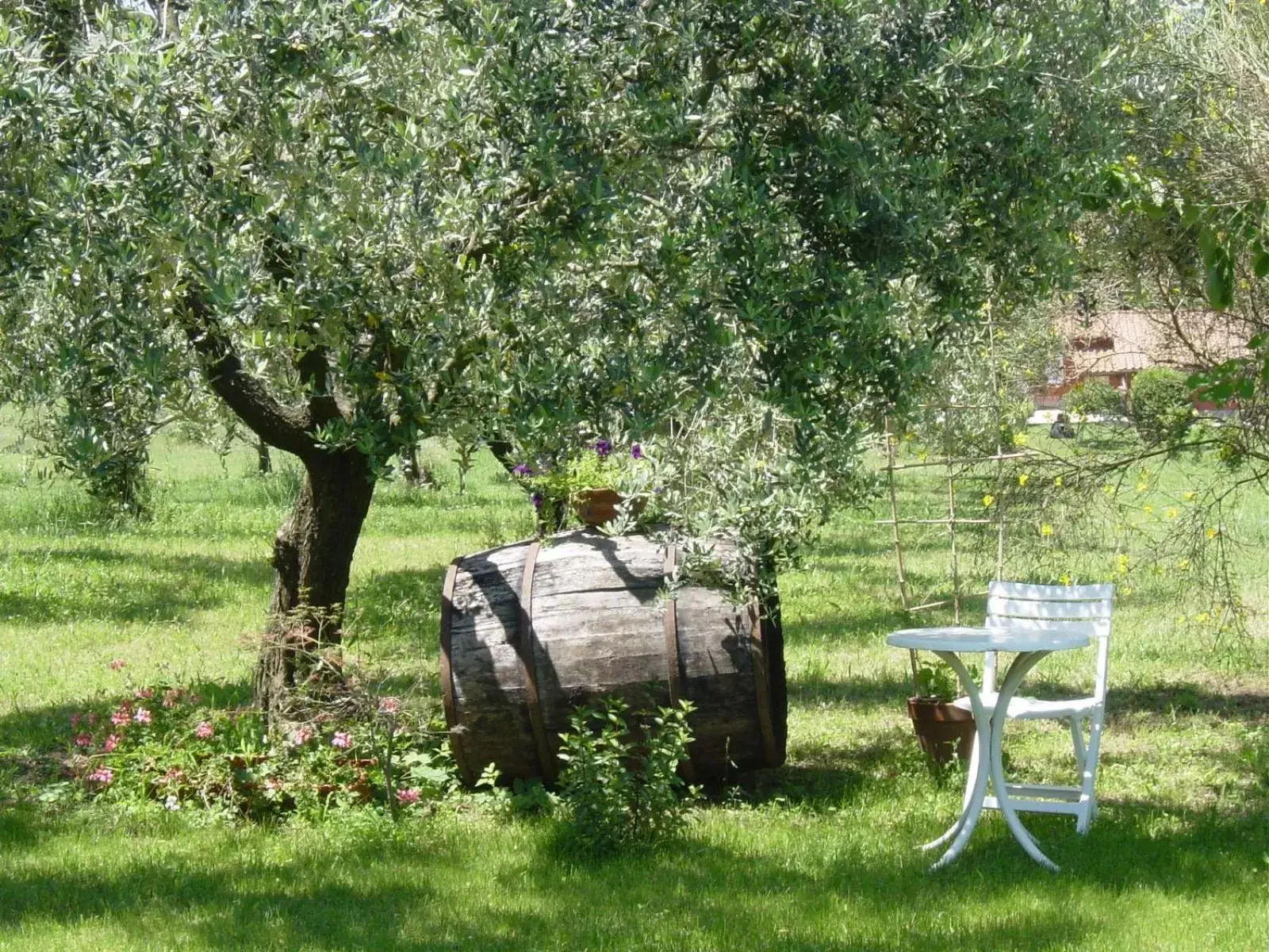 Garden in Olive Tree Hill