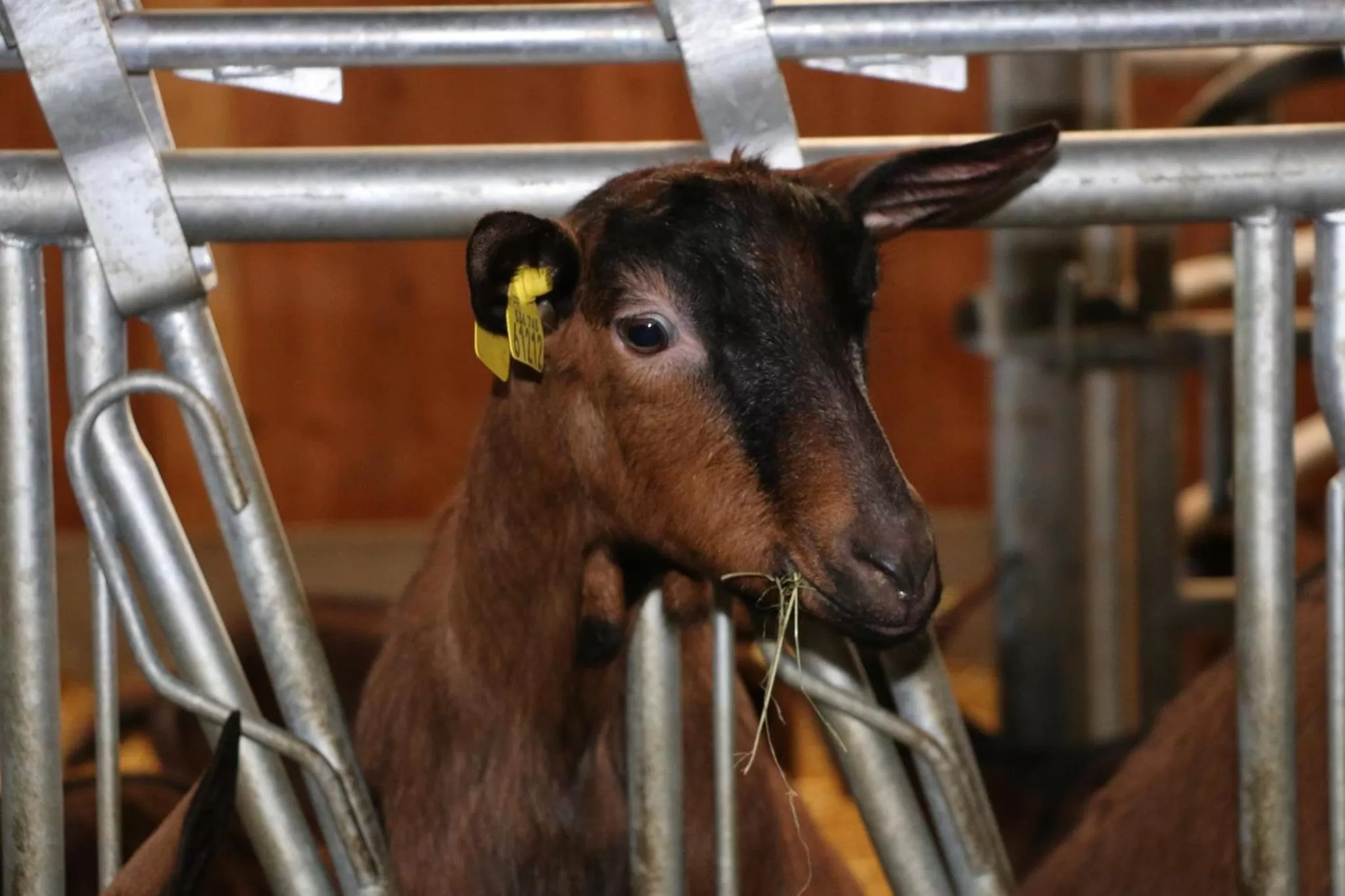 Pets in Ferme du Pigeonnier