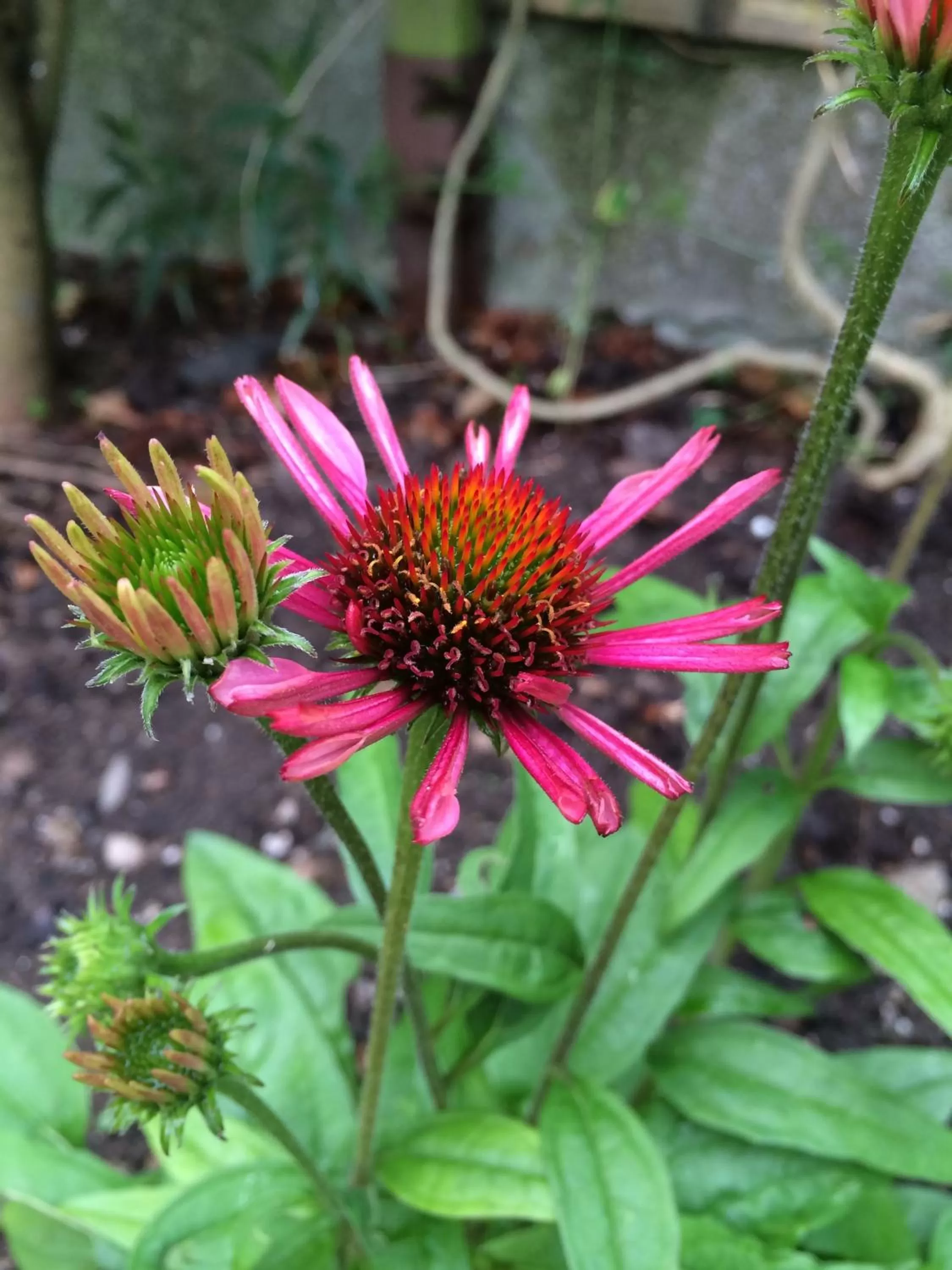 Lyonesse Guest House