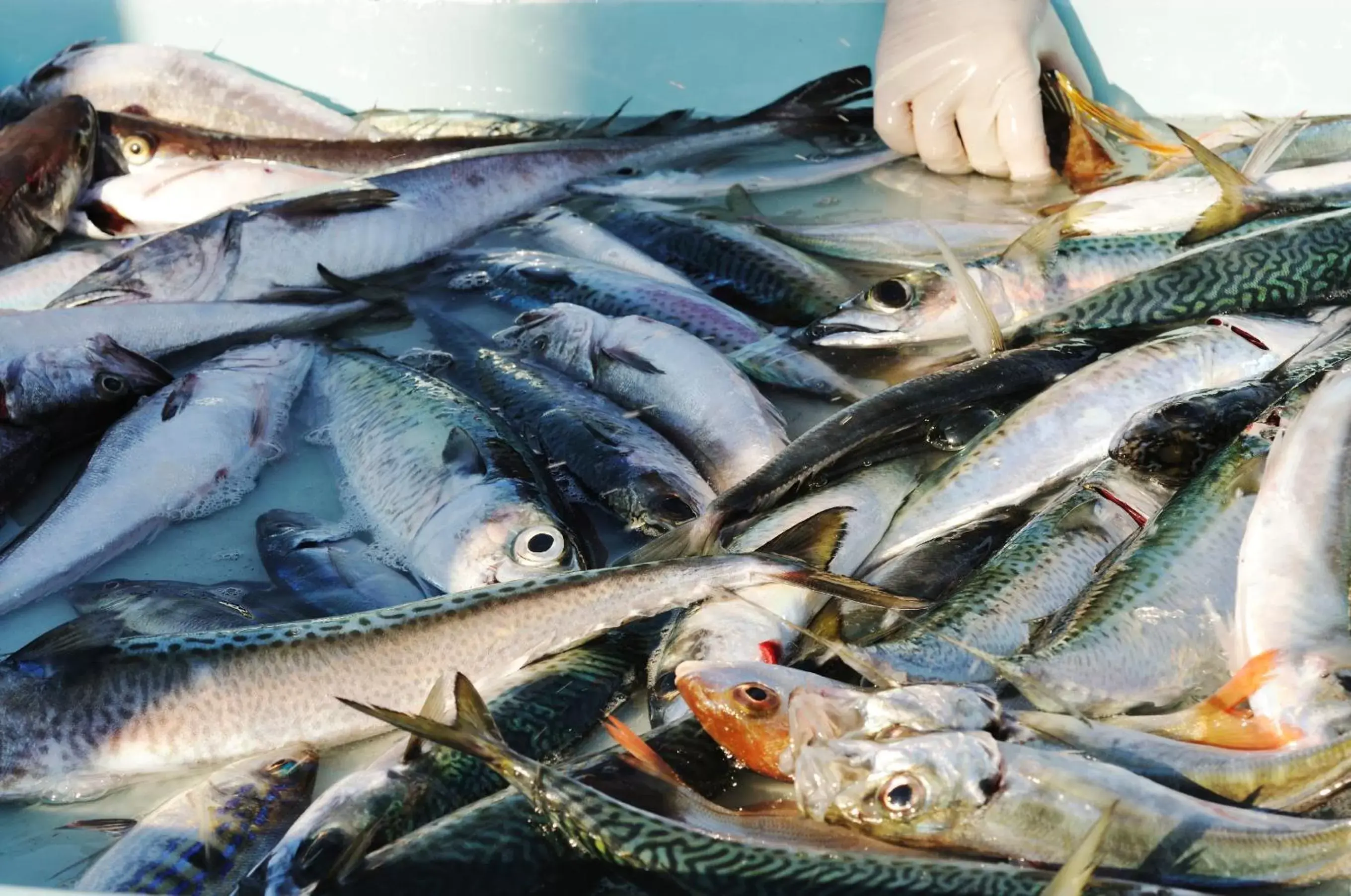 Fishing in Golden Tulip Marseille Euromed