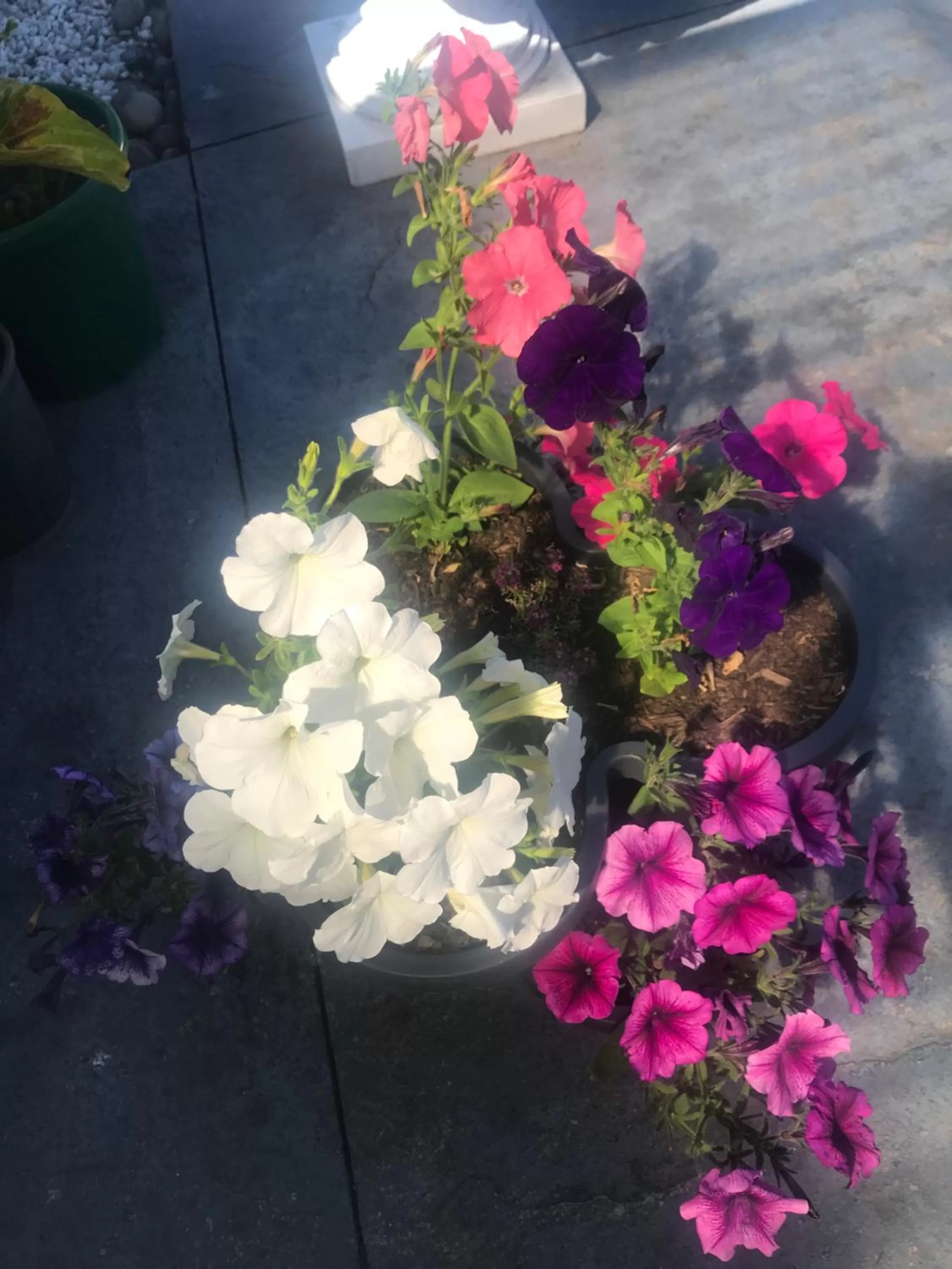 Garden in Newlands Bed and Breakfast