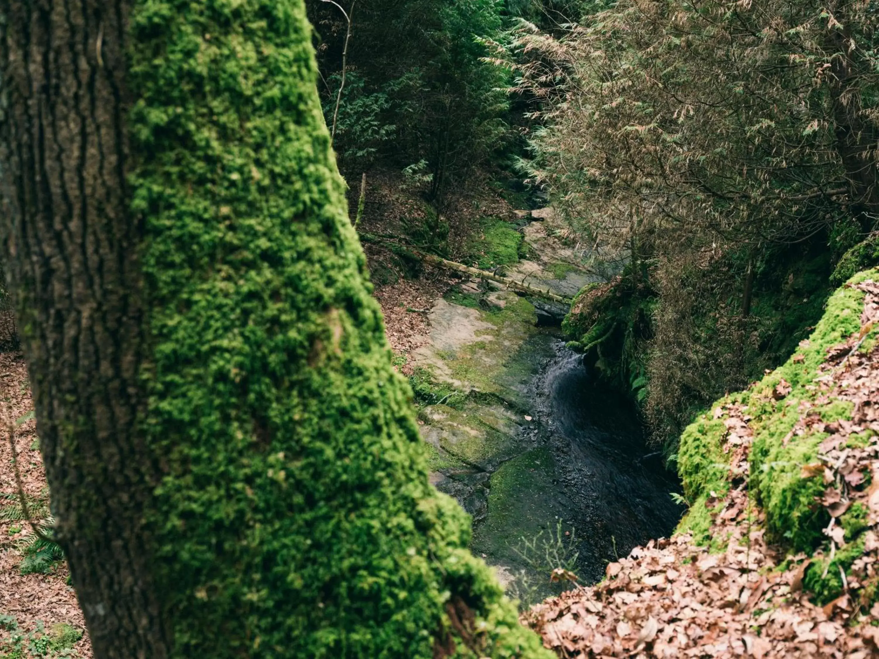 Natural landscape in Hotel Nafarrola