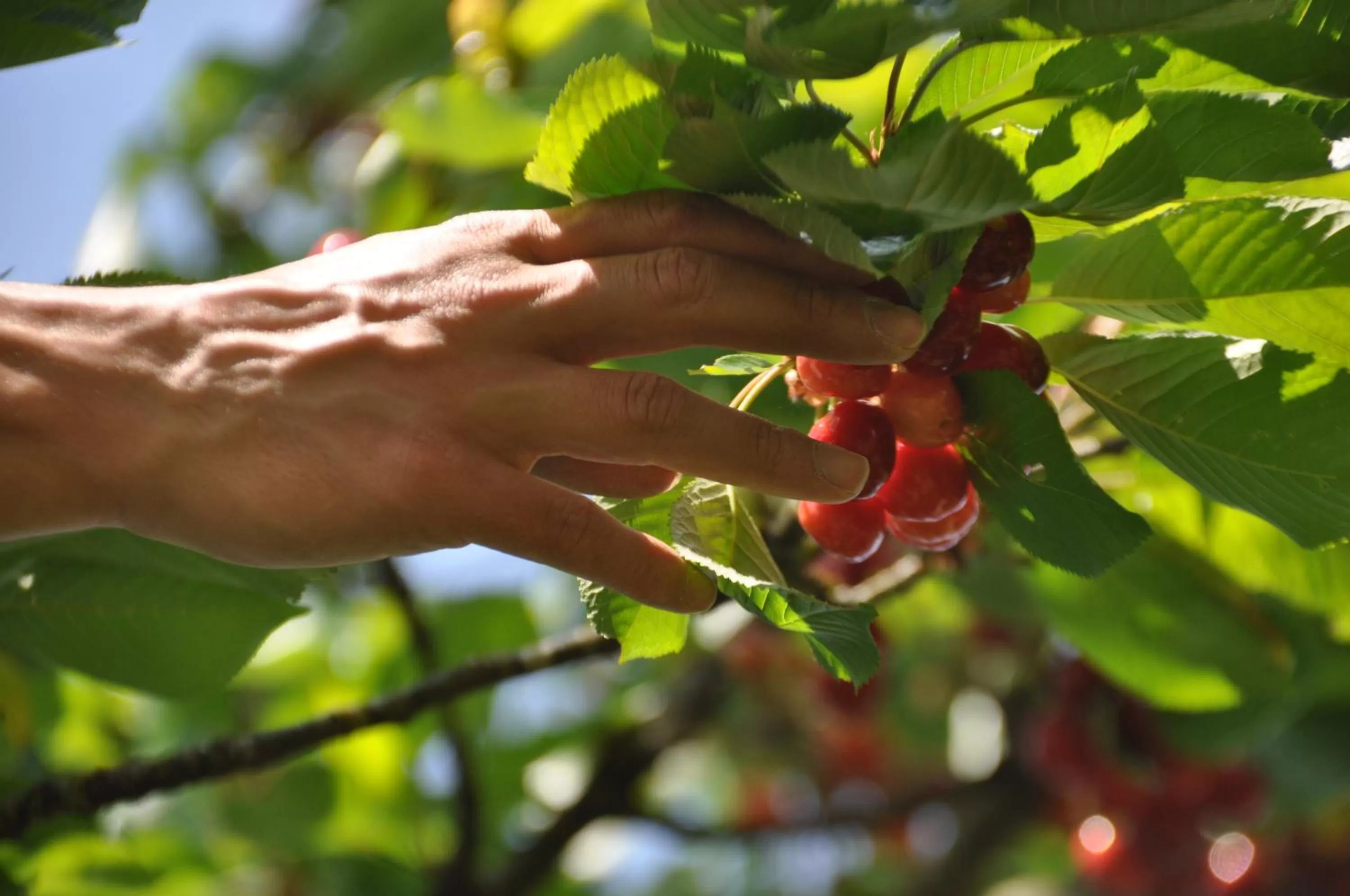 Garden in Terres de la Grange B&B