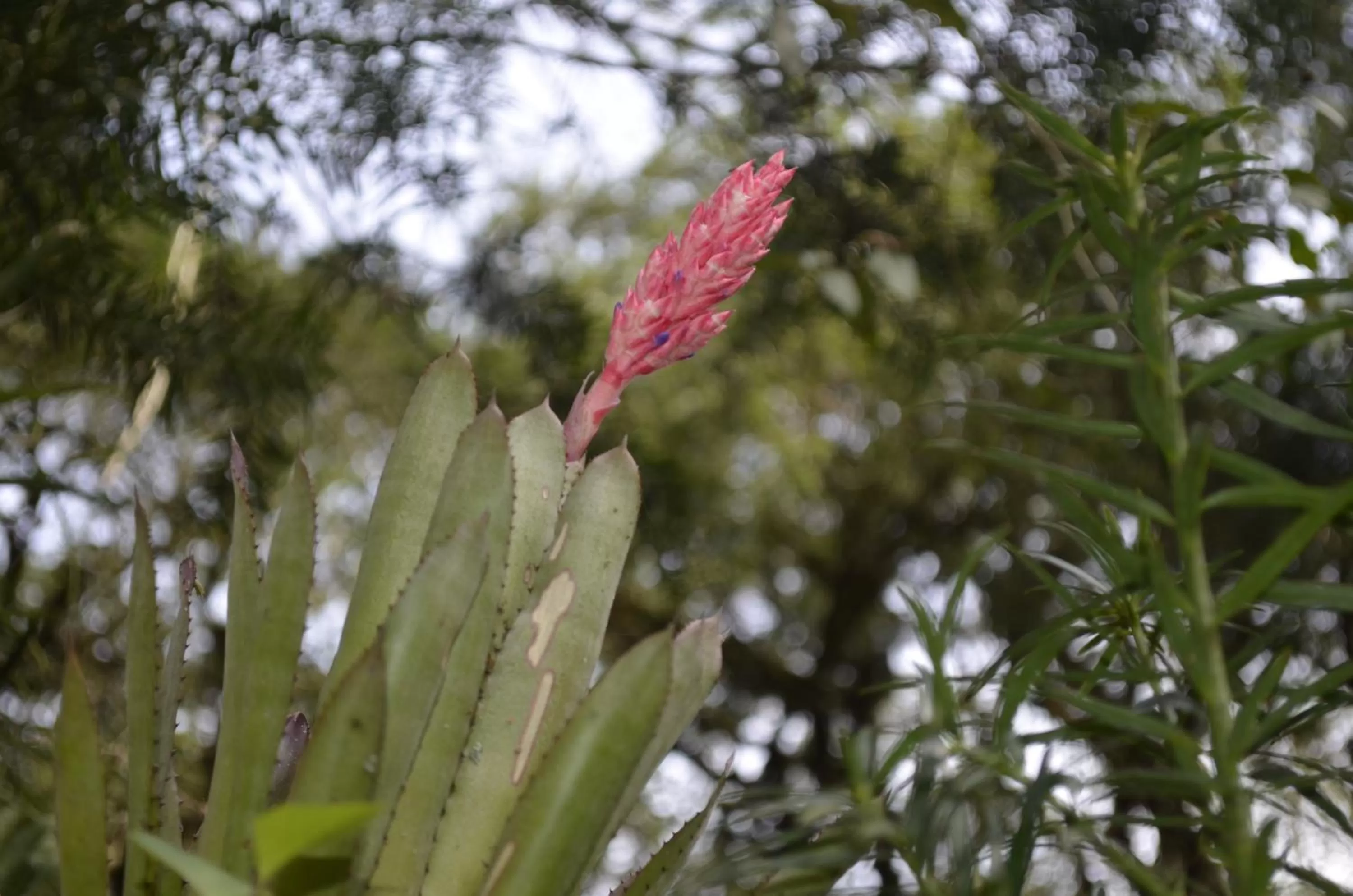 Garden in Pousada Toca Da Coruja