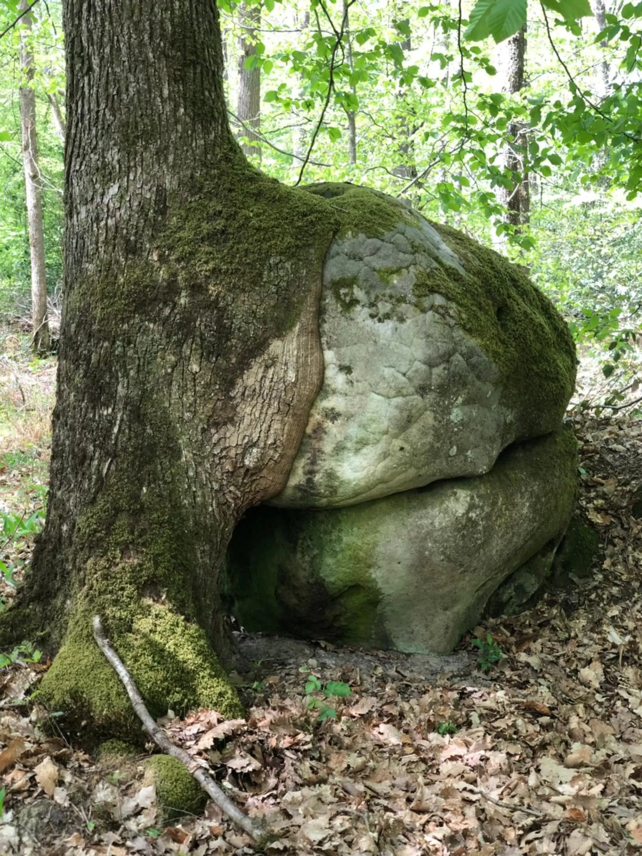 Hiking, Other Animals in La plaine de l'Angelus