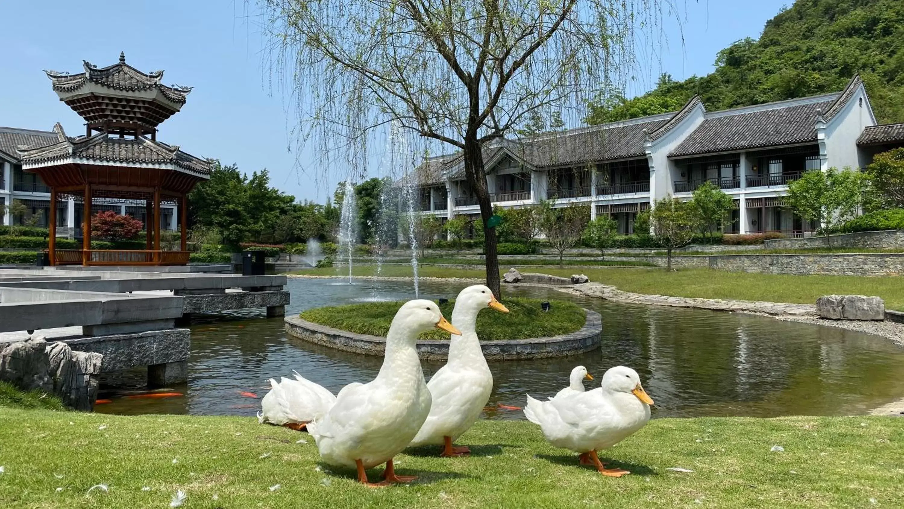 Garden, Other Animals in Banyan Tree Yangshuo