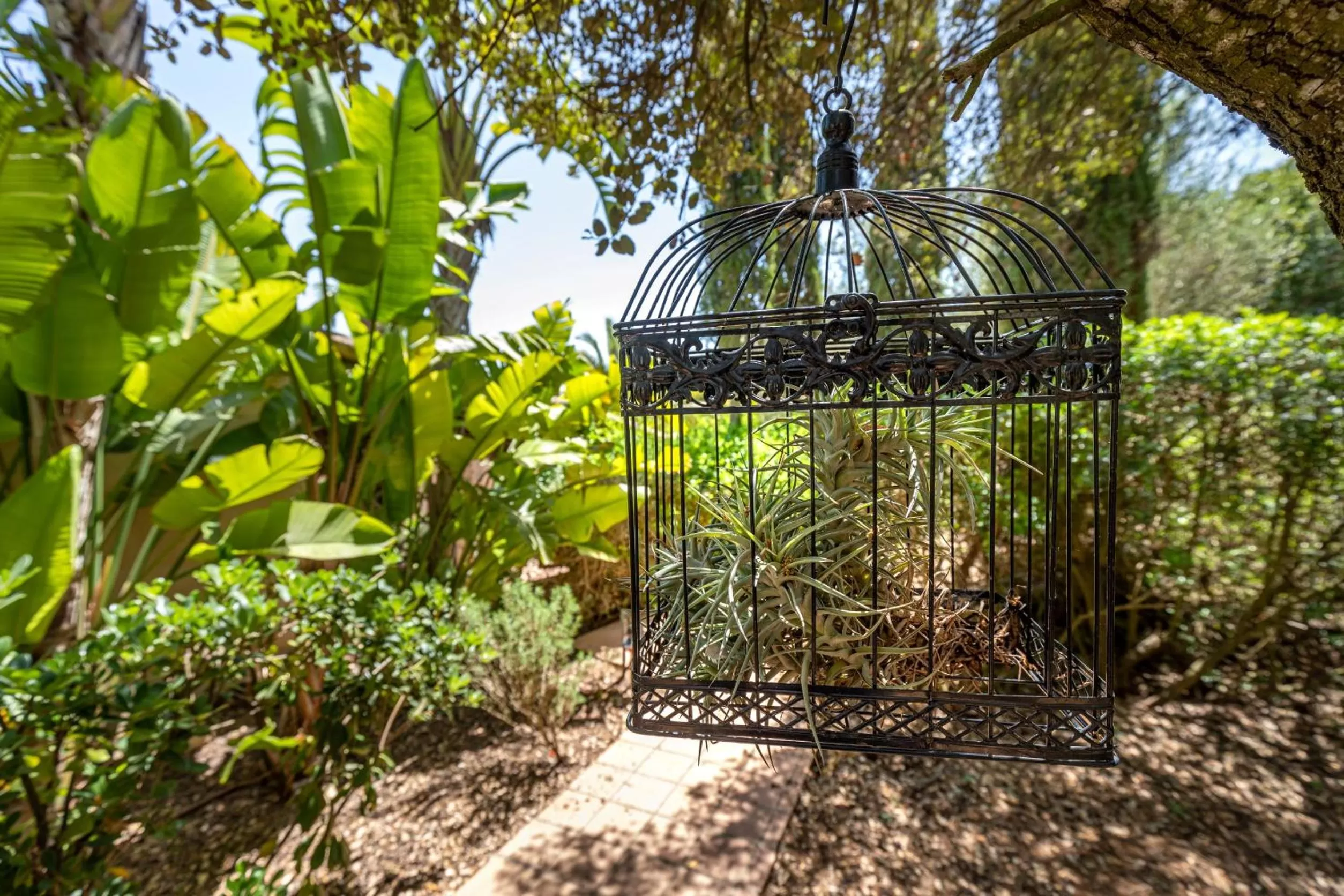 Garden in Finca Son Jorbo - Adults only