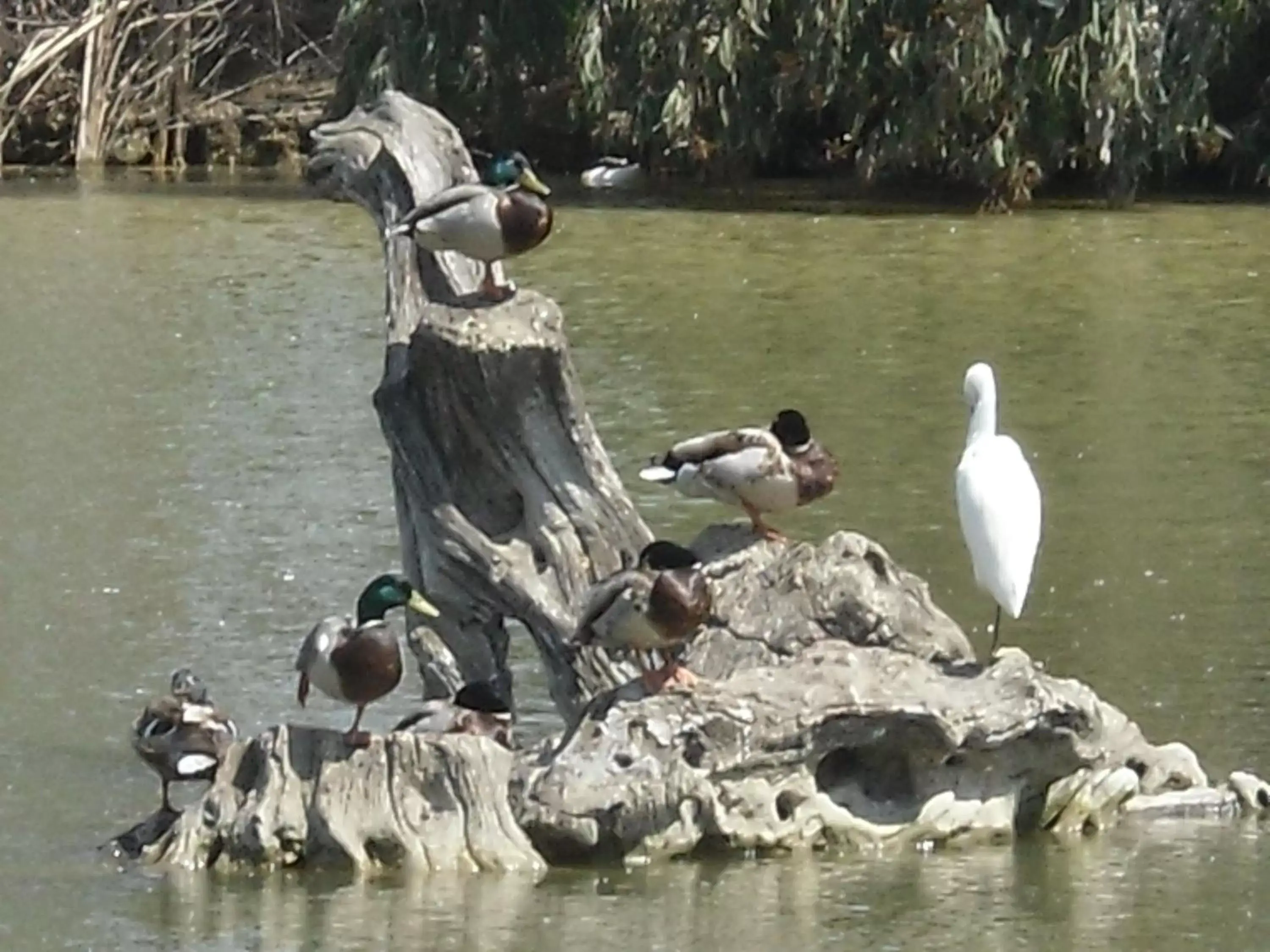 Nearby landmark, Other Animals in Hotel Can Batiste