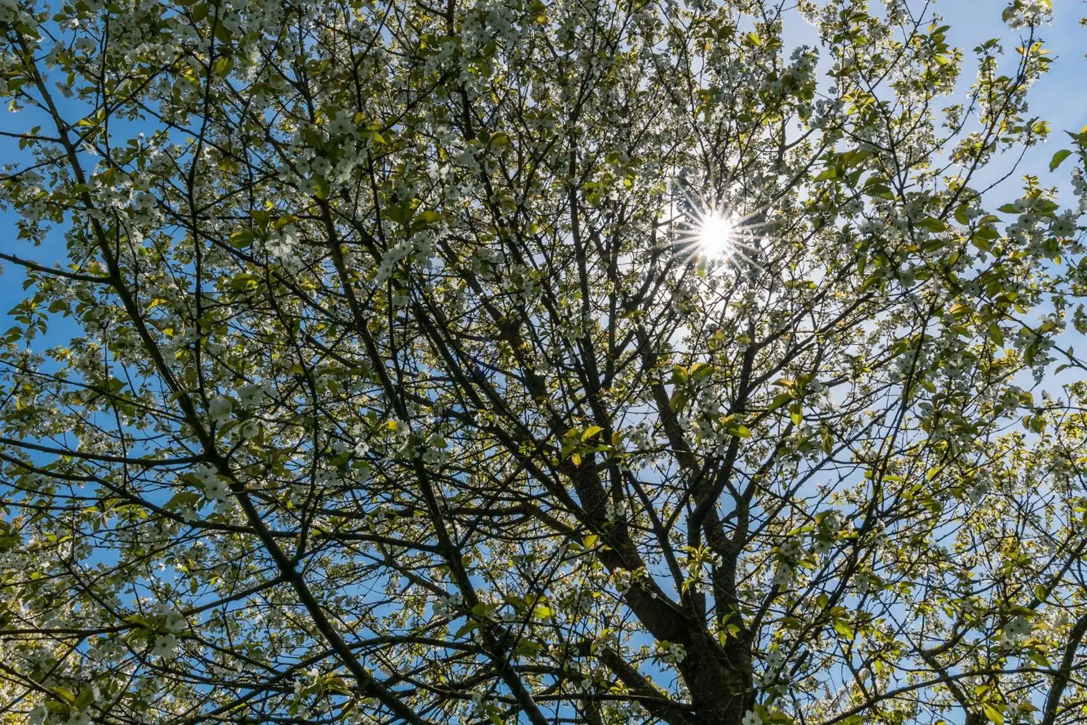 Natural landscape in De Oosterling