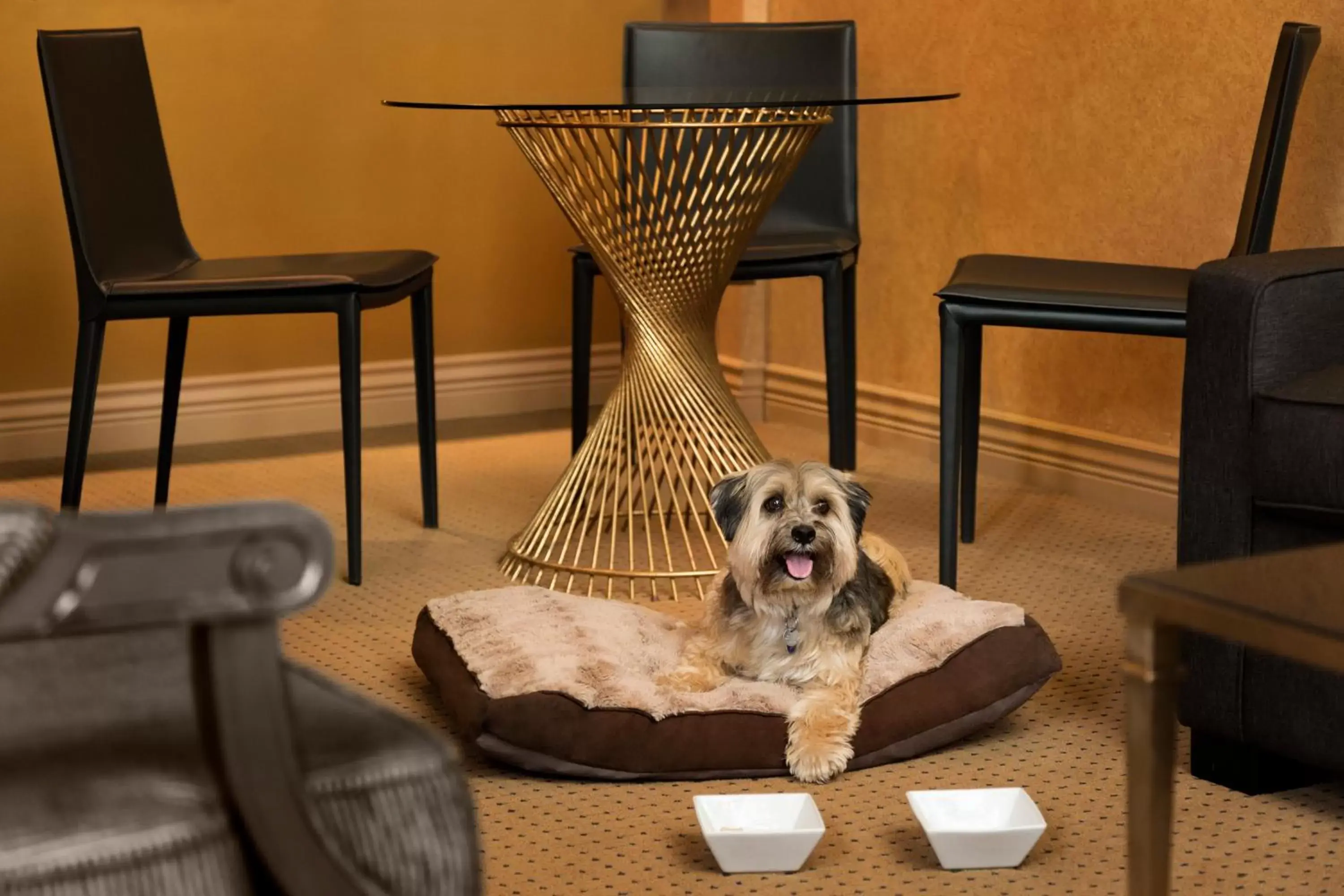 Pets in Hotel Le Soleil by Executive Hotels