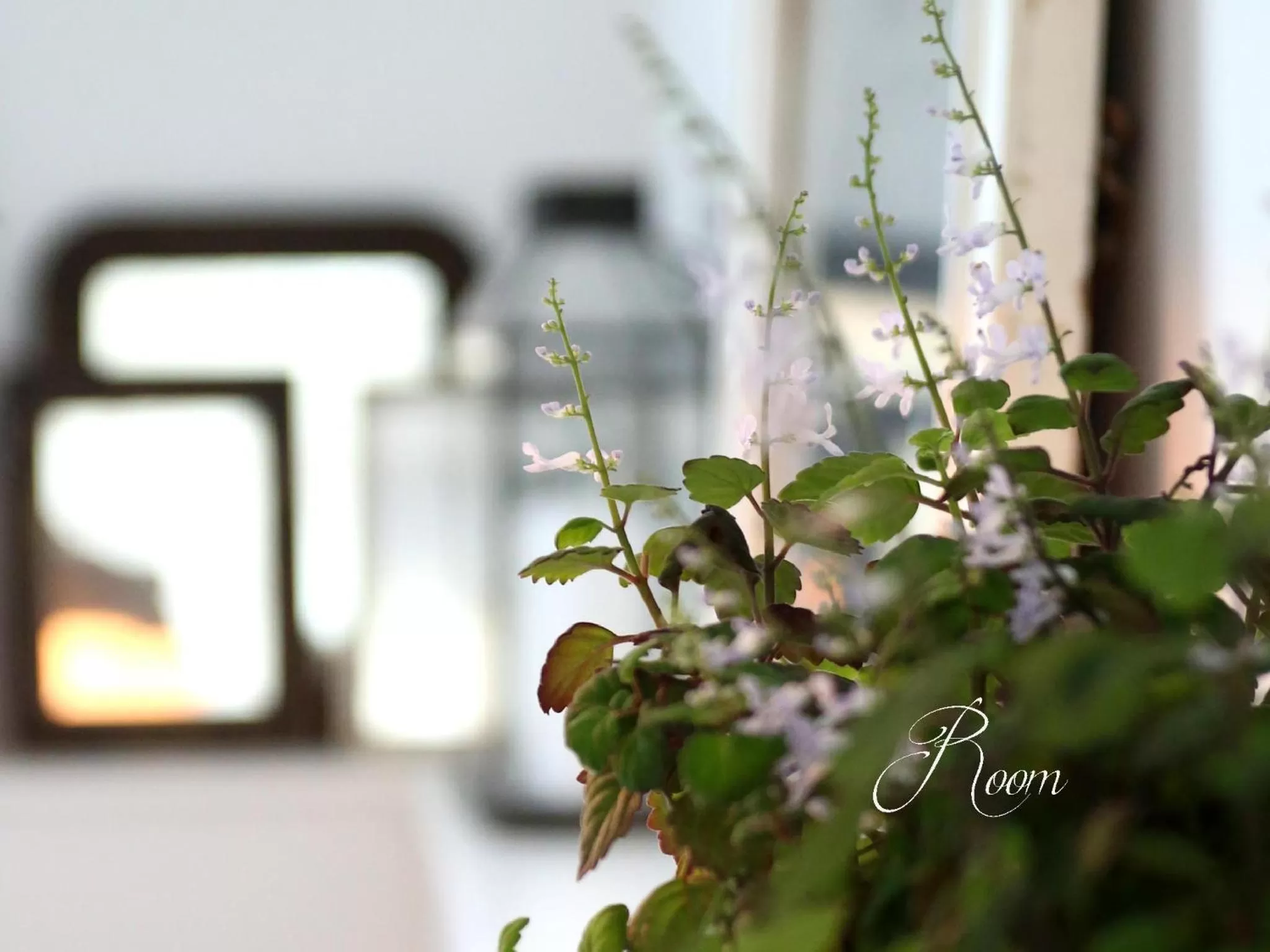 Dragondrum Bed & Breakfast