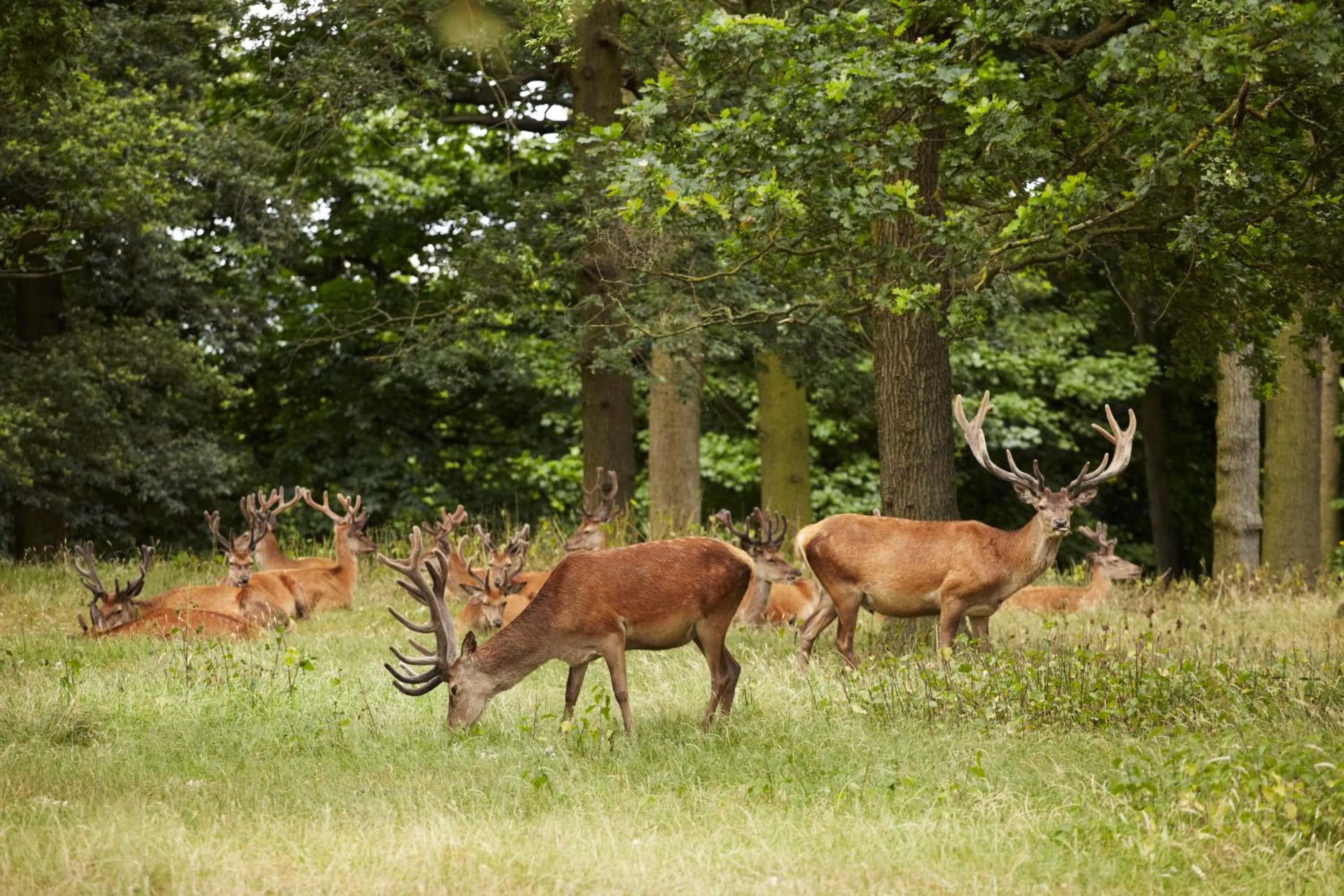 Animals in The Victoria