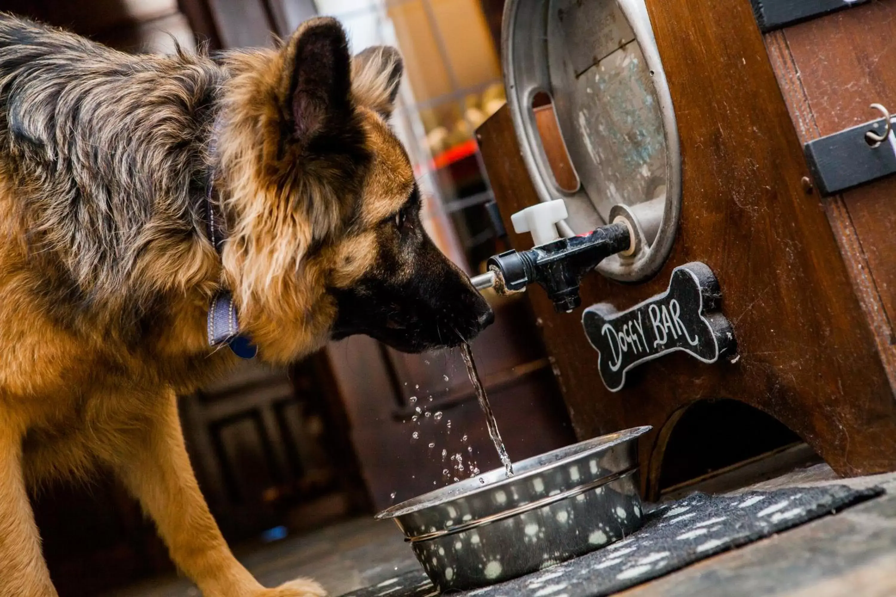 Pets in The Red Lion Hotel