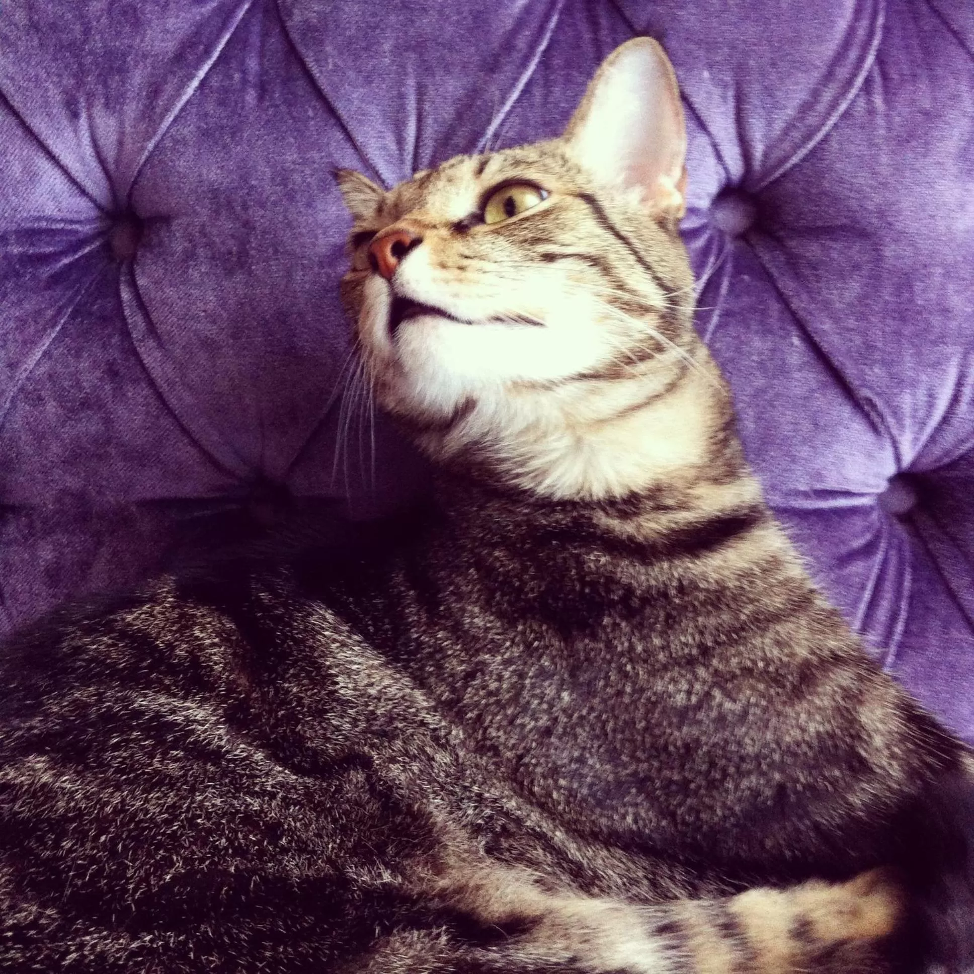 Pets in Maison Decò