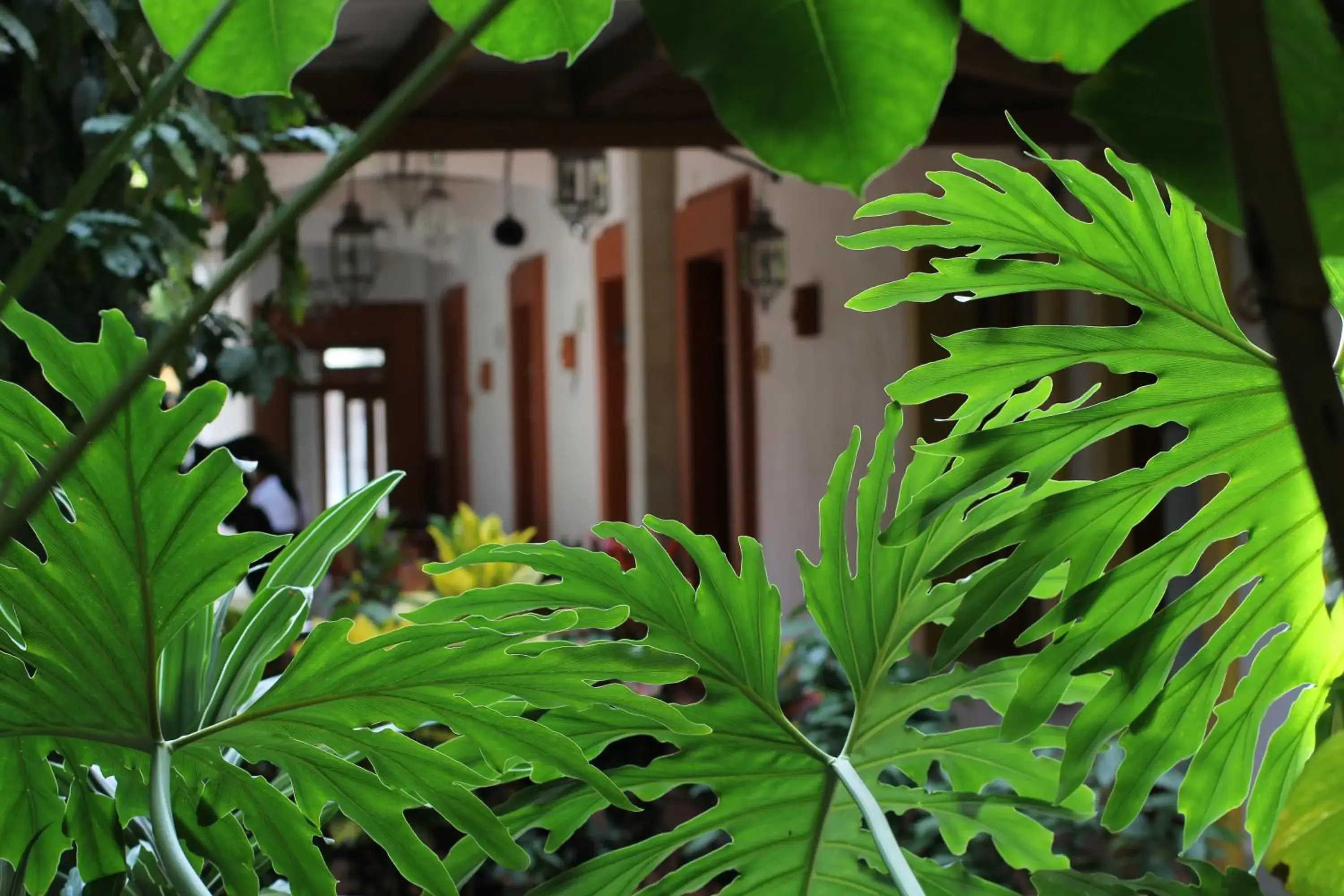 Garden in Hotel Casa Vertiz