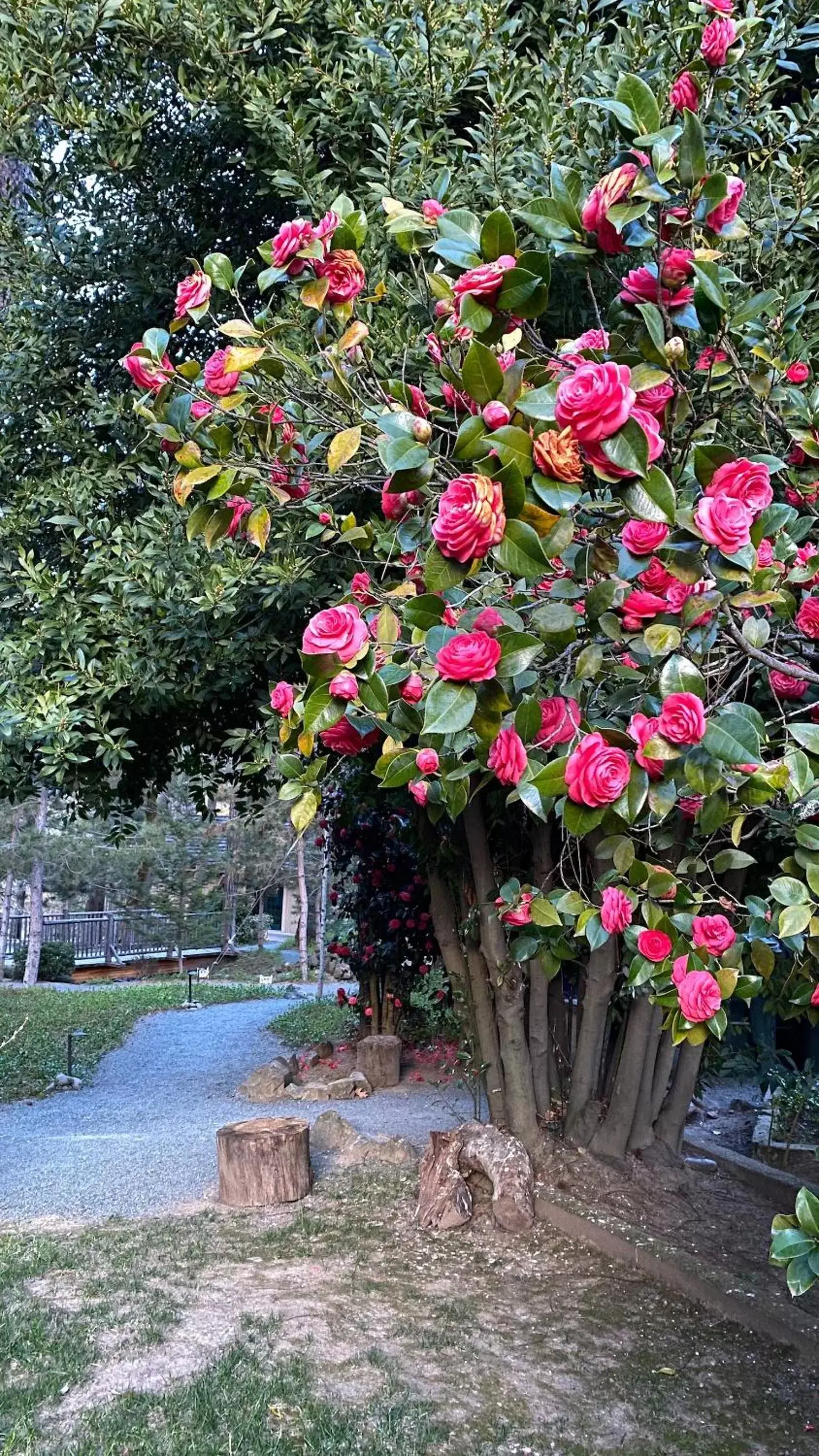 Natural landscape, Garden in Weasku Inn