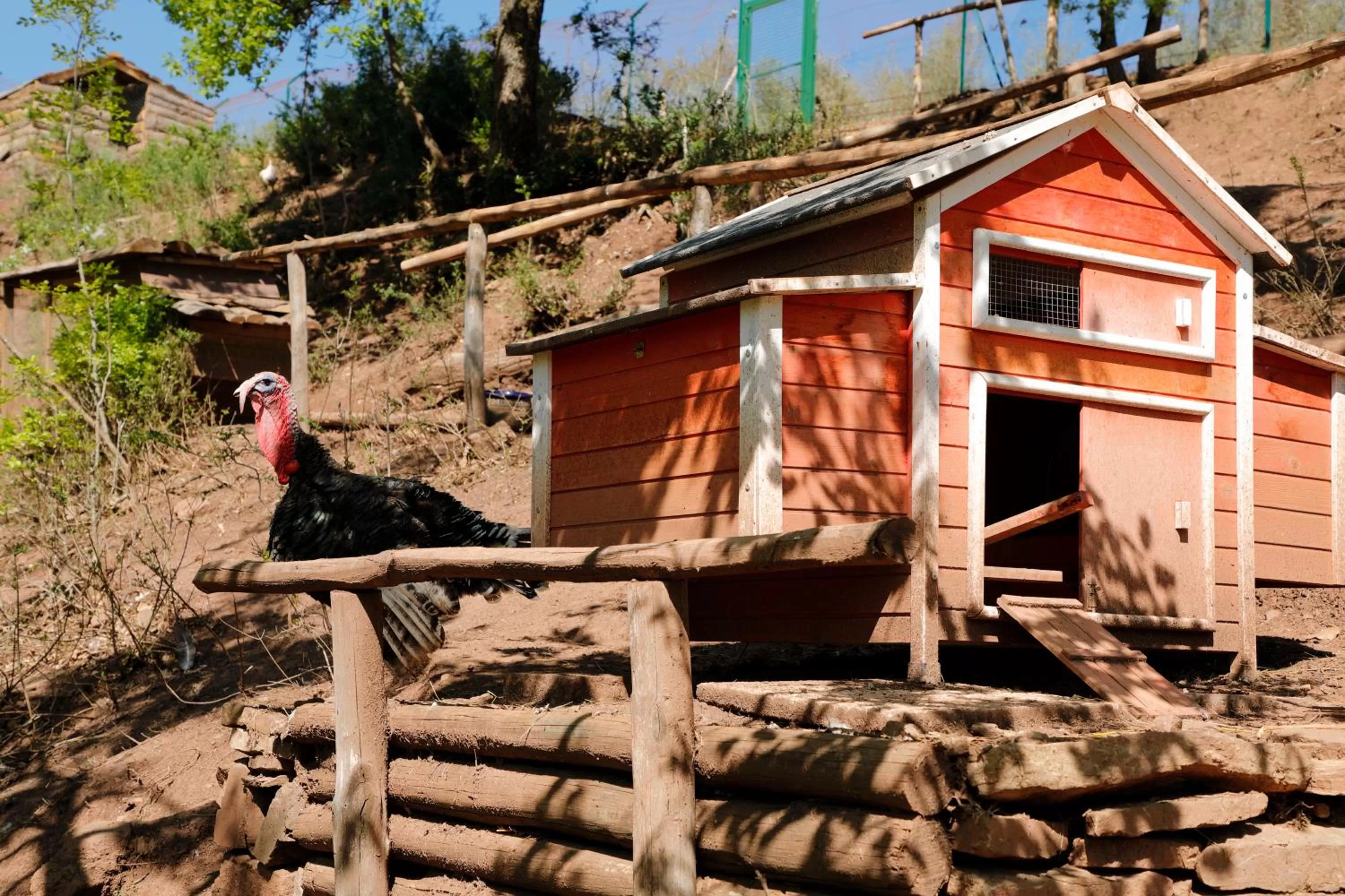 Animals in Terre di Baccio