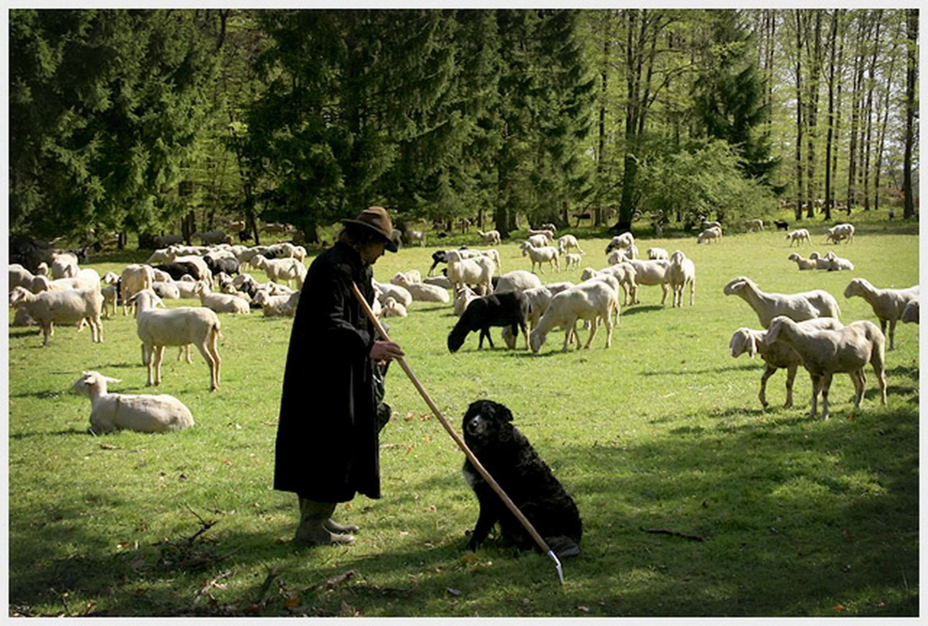 Animals in Hotel-Restaurant Ochsen