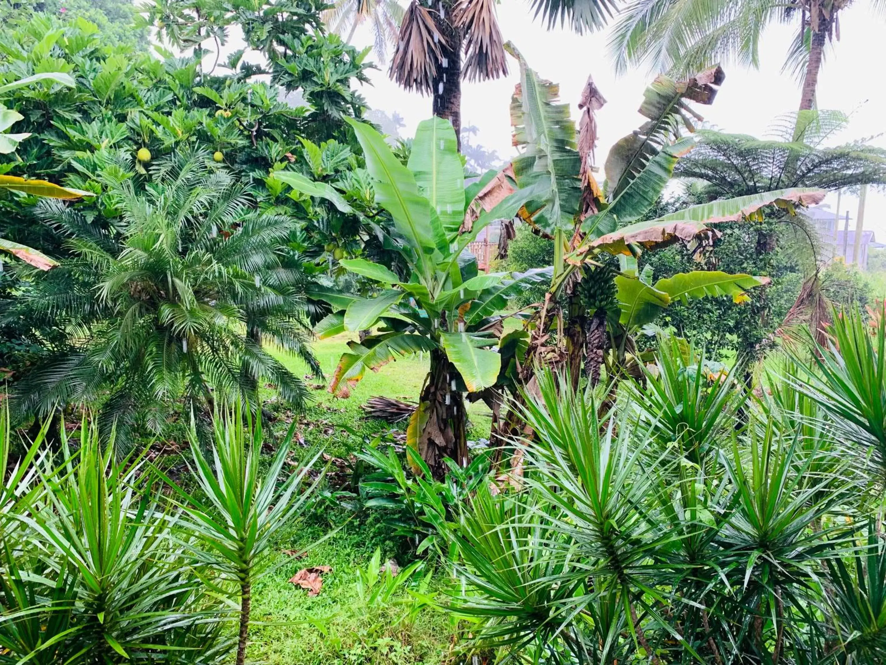 Garden in Wild Ginger Hotel