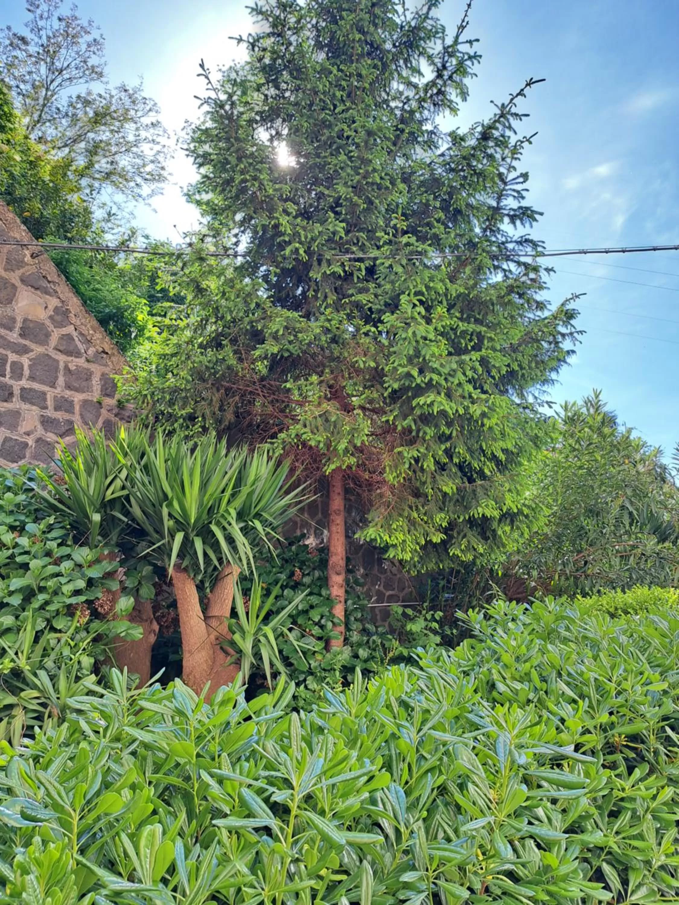 Garden in Domus de loco sano