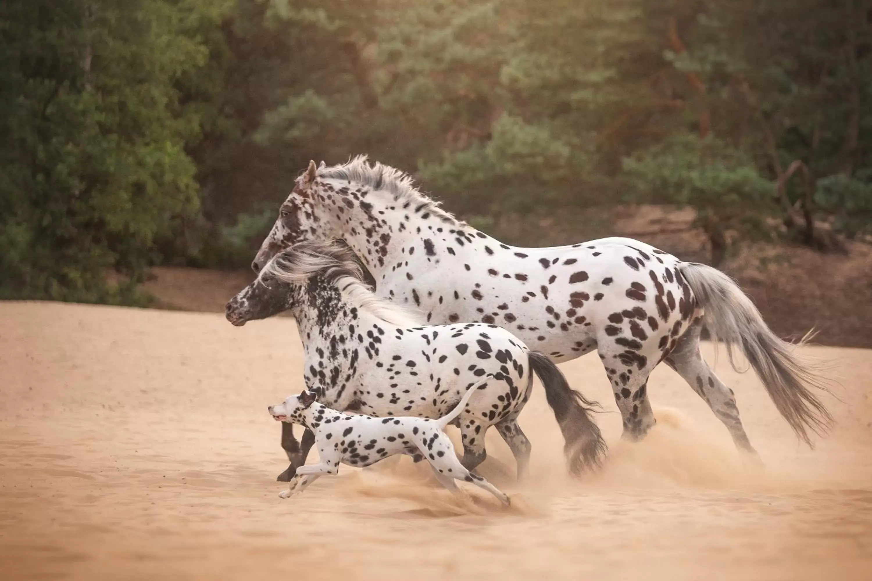 Animals, Other Animals in Human & Horse Hotel