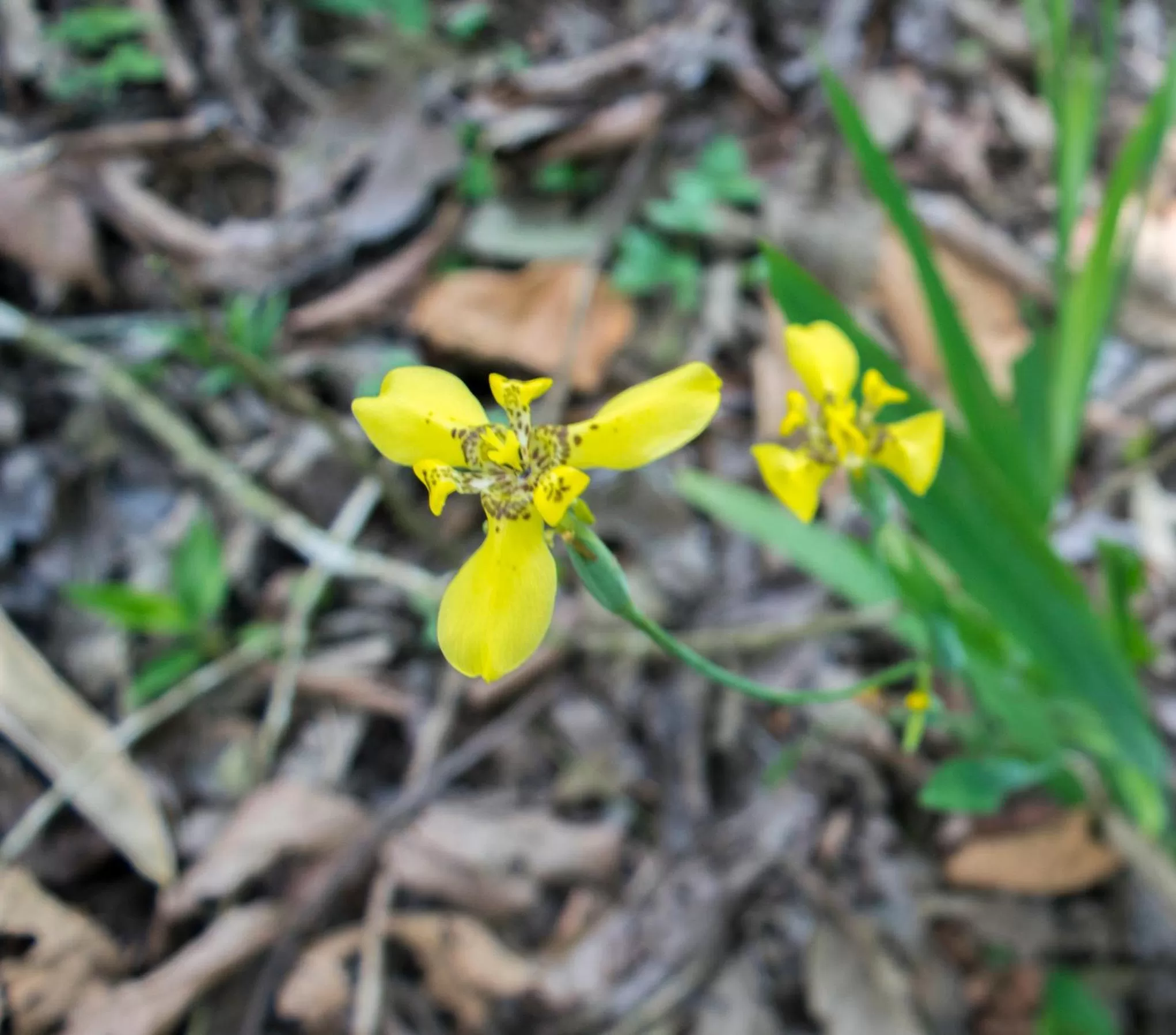 Garden in Hotel Kokoro Mineral Hot Springs