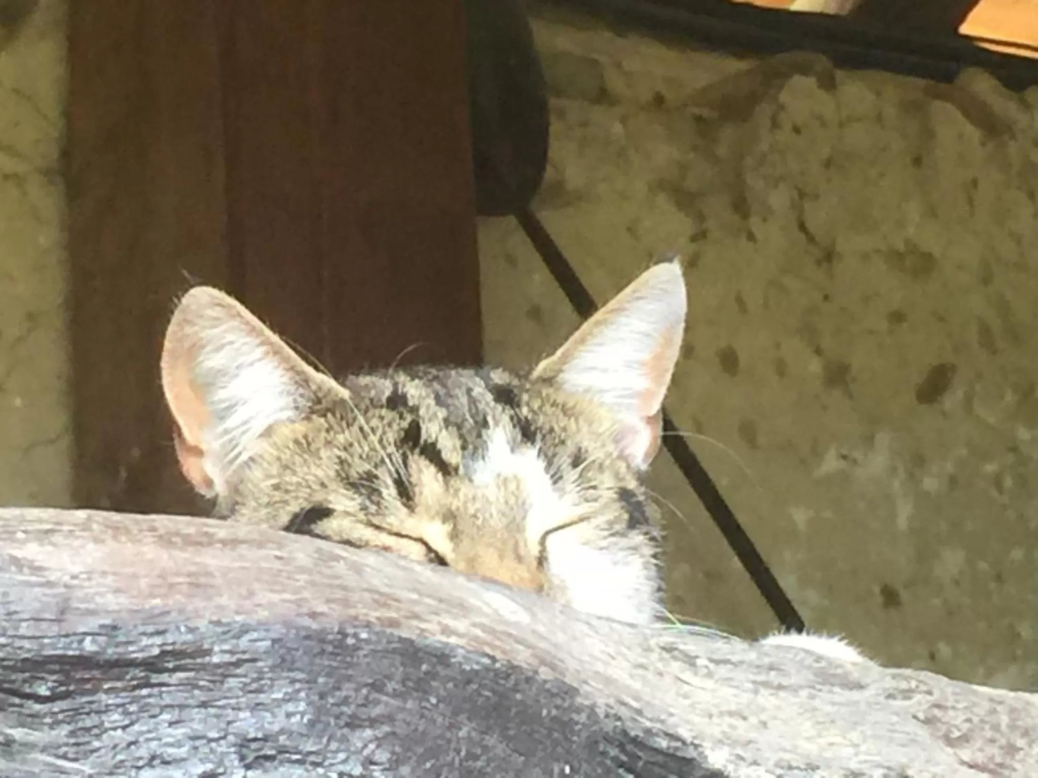 Pets in Le Moulin de Champagne