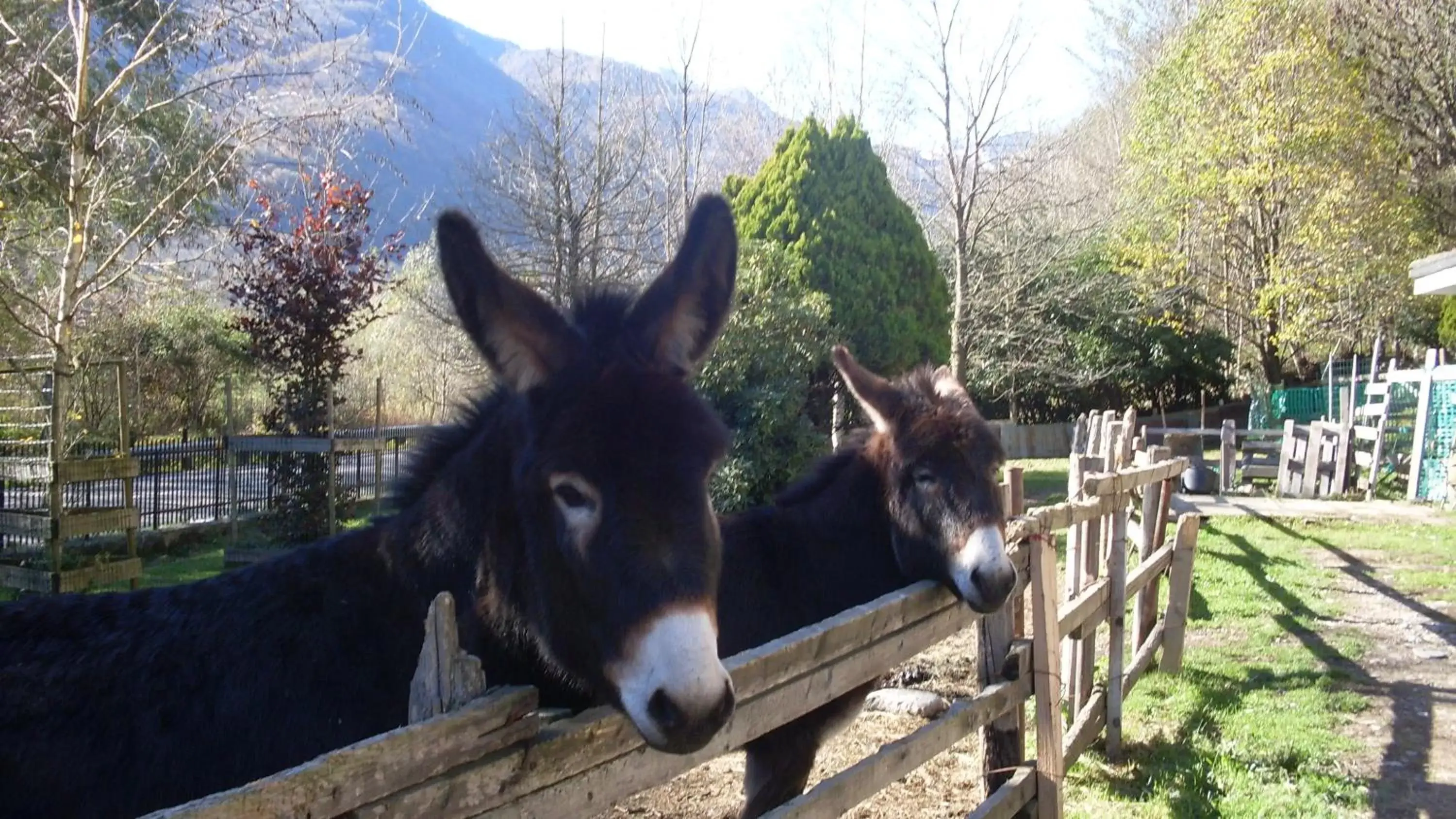 Animals, Other Animals in B&B Valle Orco