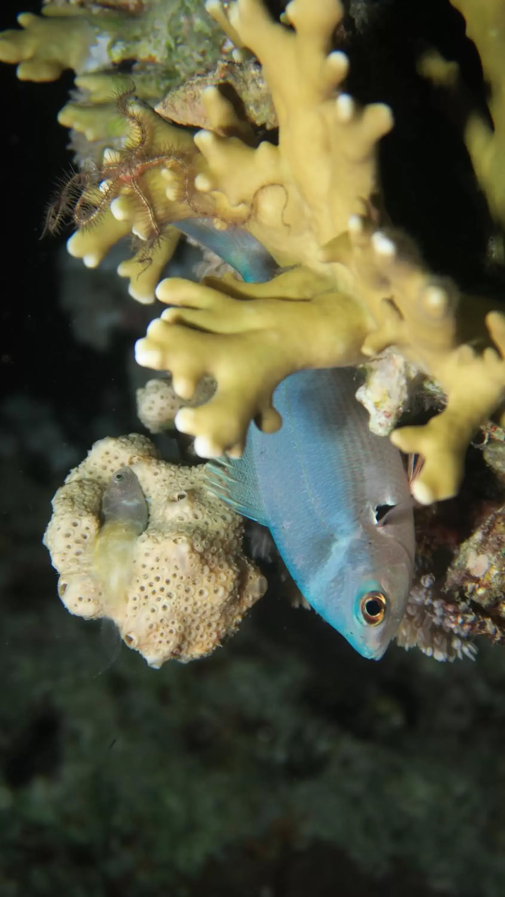 Snorkeling, Food in Coral Sun Beach