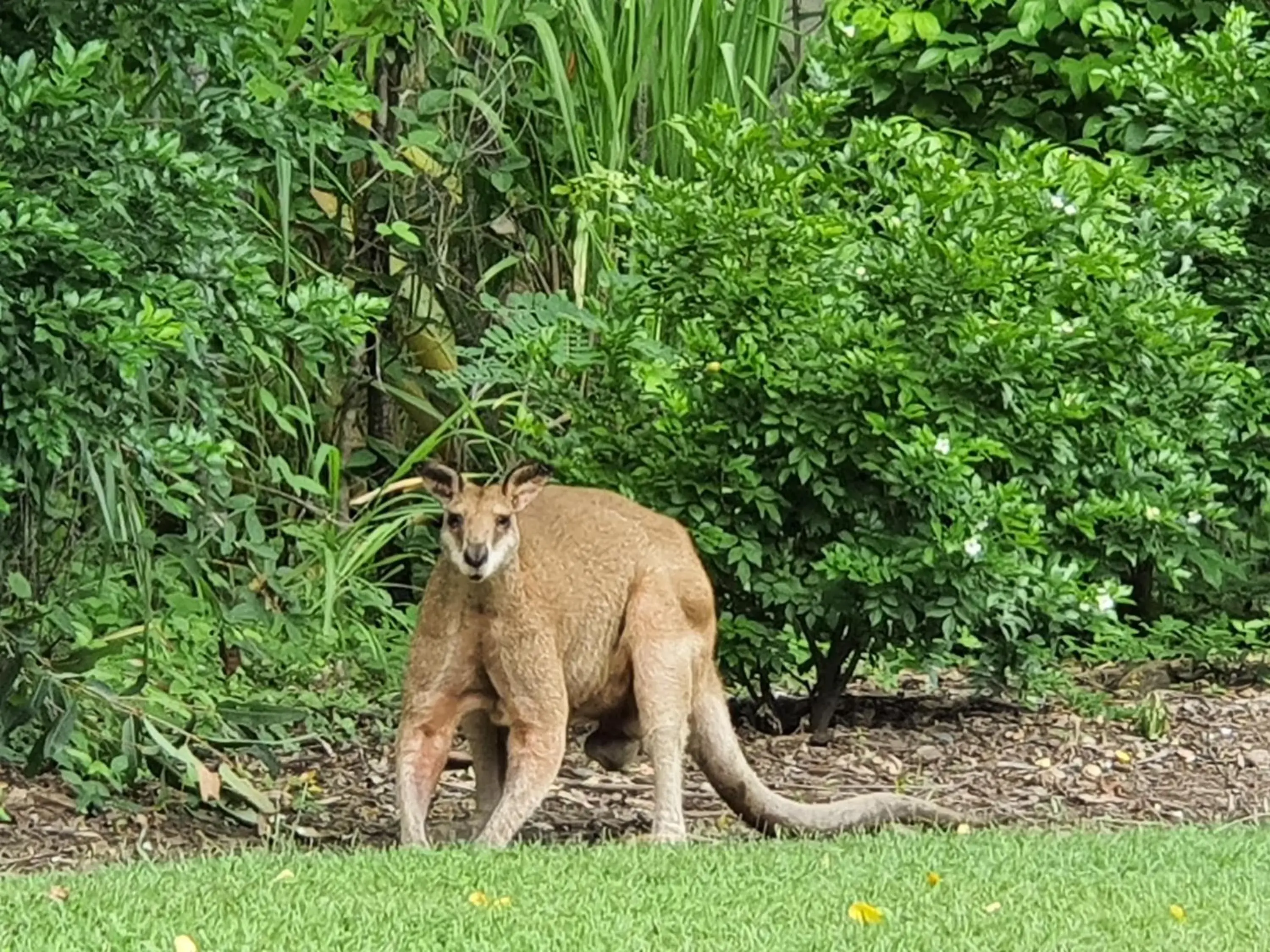 View (from property/room), Other Animals in Airlie Beach Eco Cabins - Adults Only