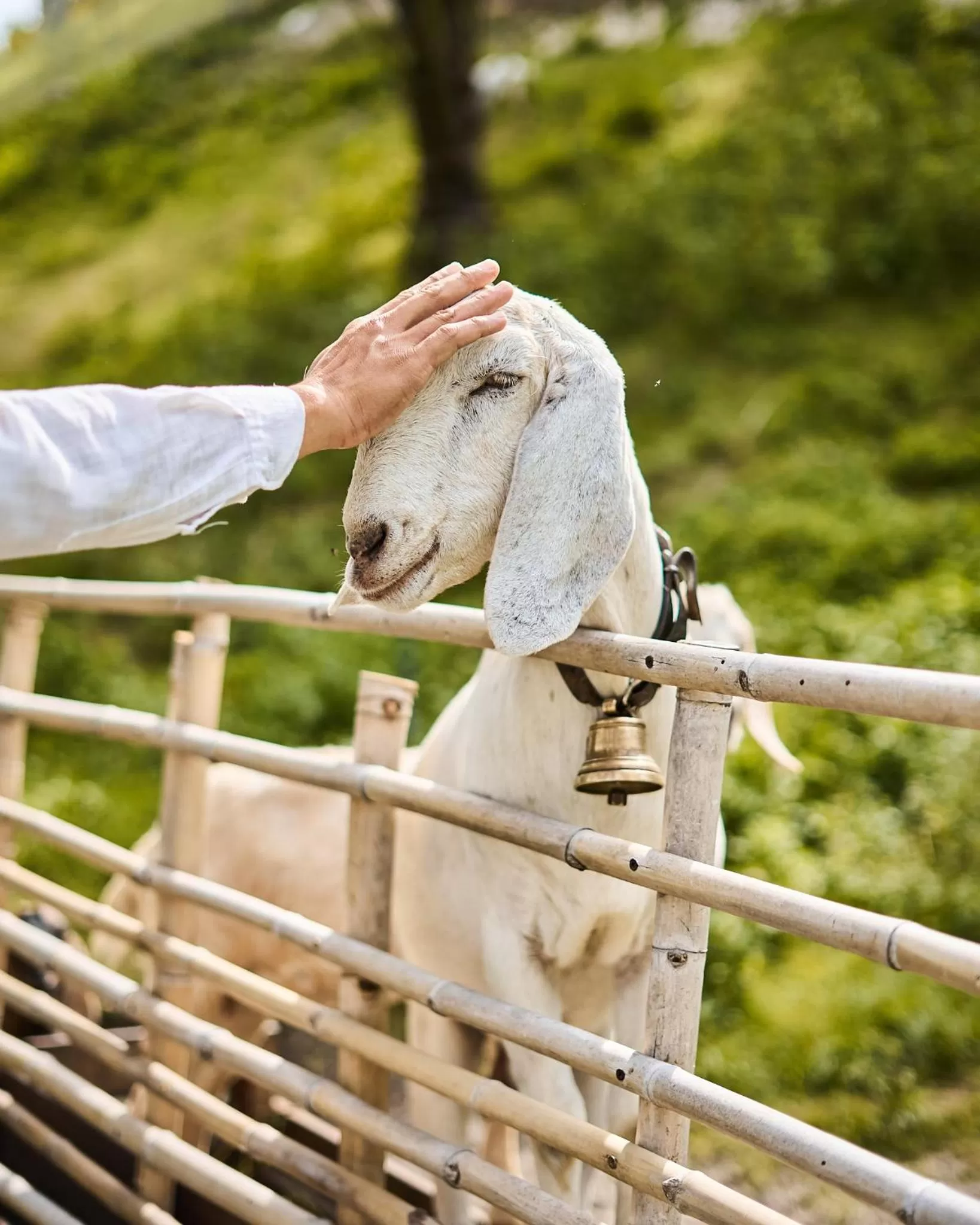 Animals in Fusion Resort Cam Ranh - All Spa Inclusive