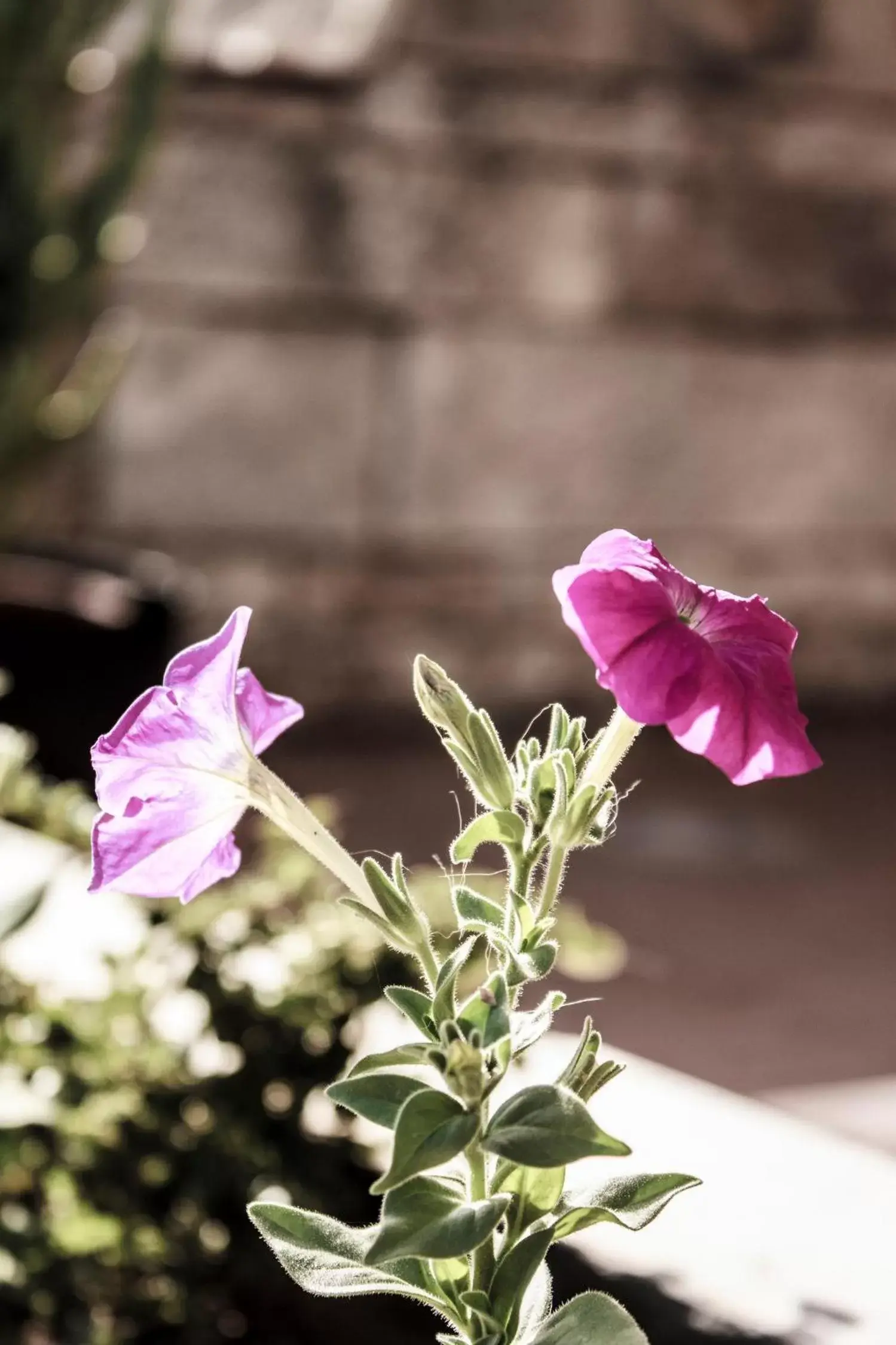 Garden in Villa Ruberto