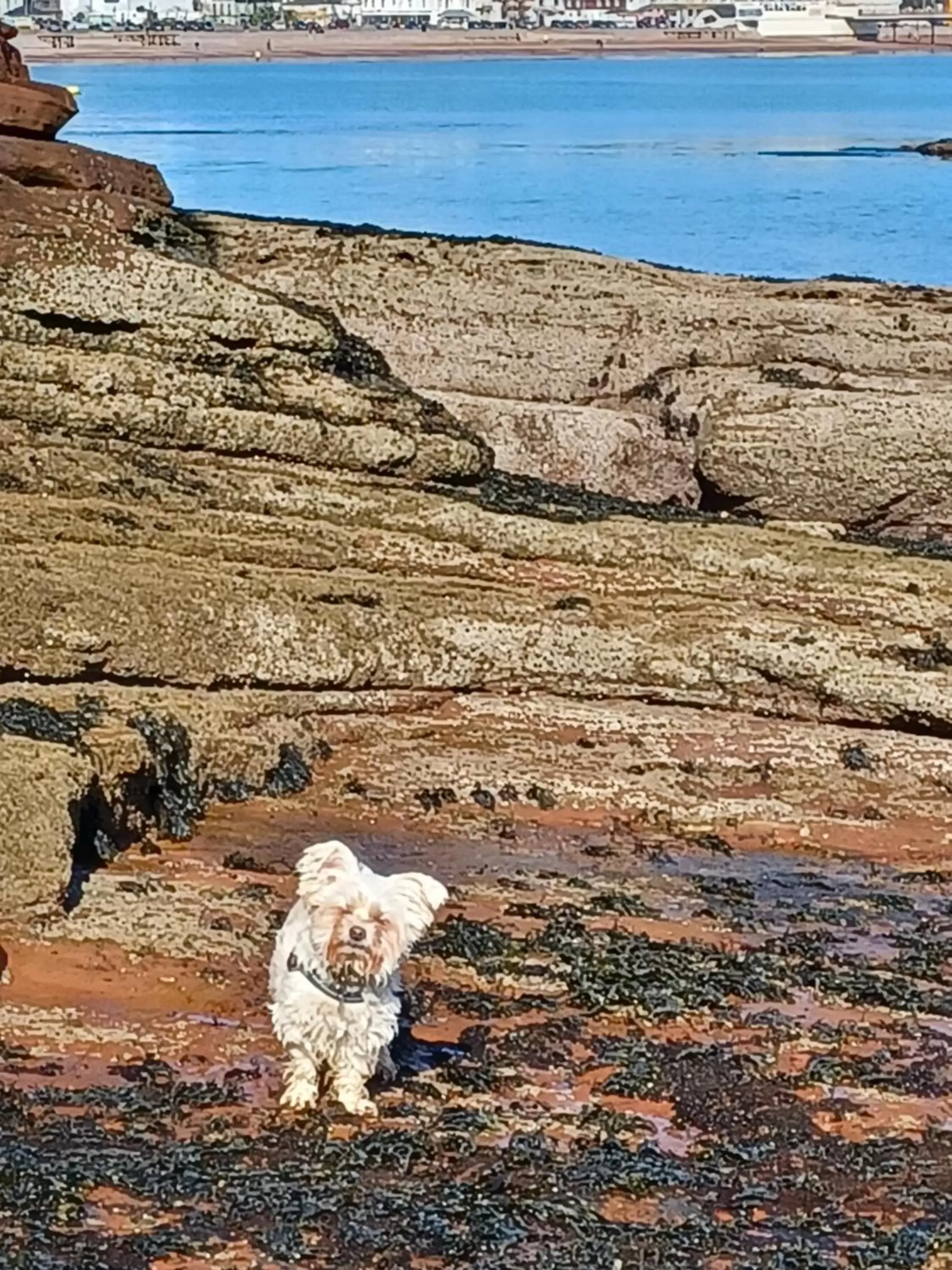 Pets in Belle Dene Guest House