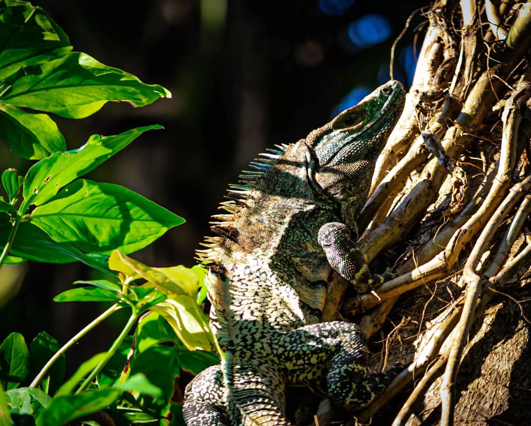 Animals in Jaco Hotel DoceLunas