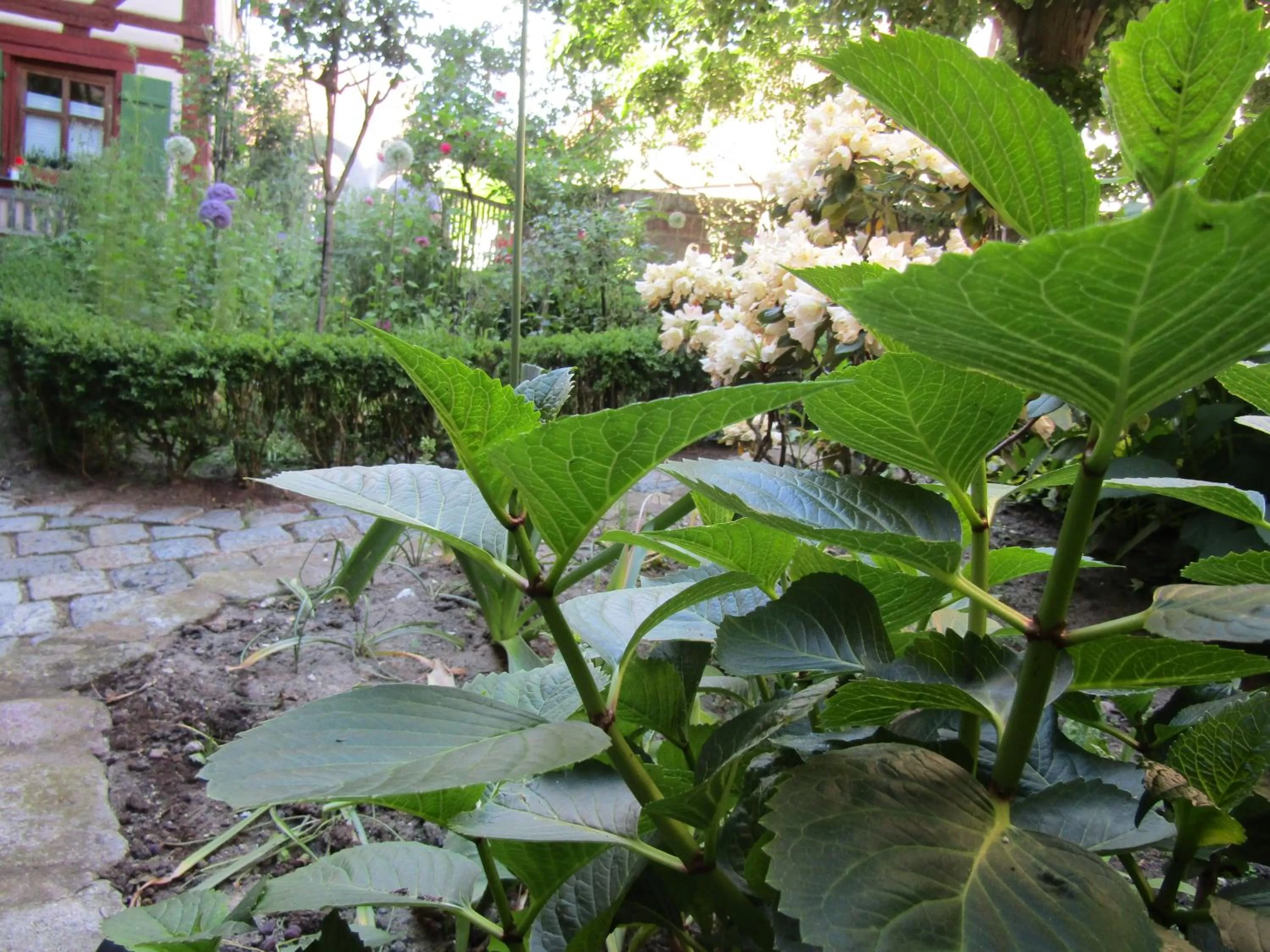 Garden in Hotel und Gasthof Ritter St. Georg