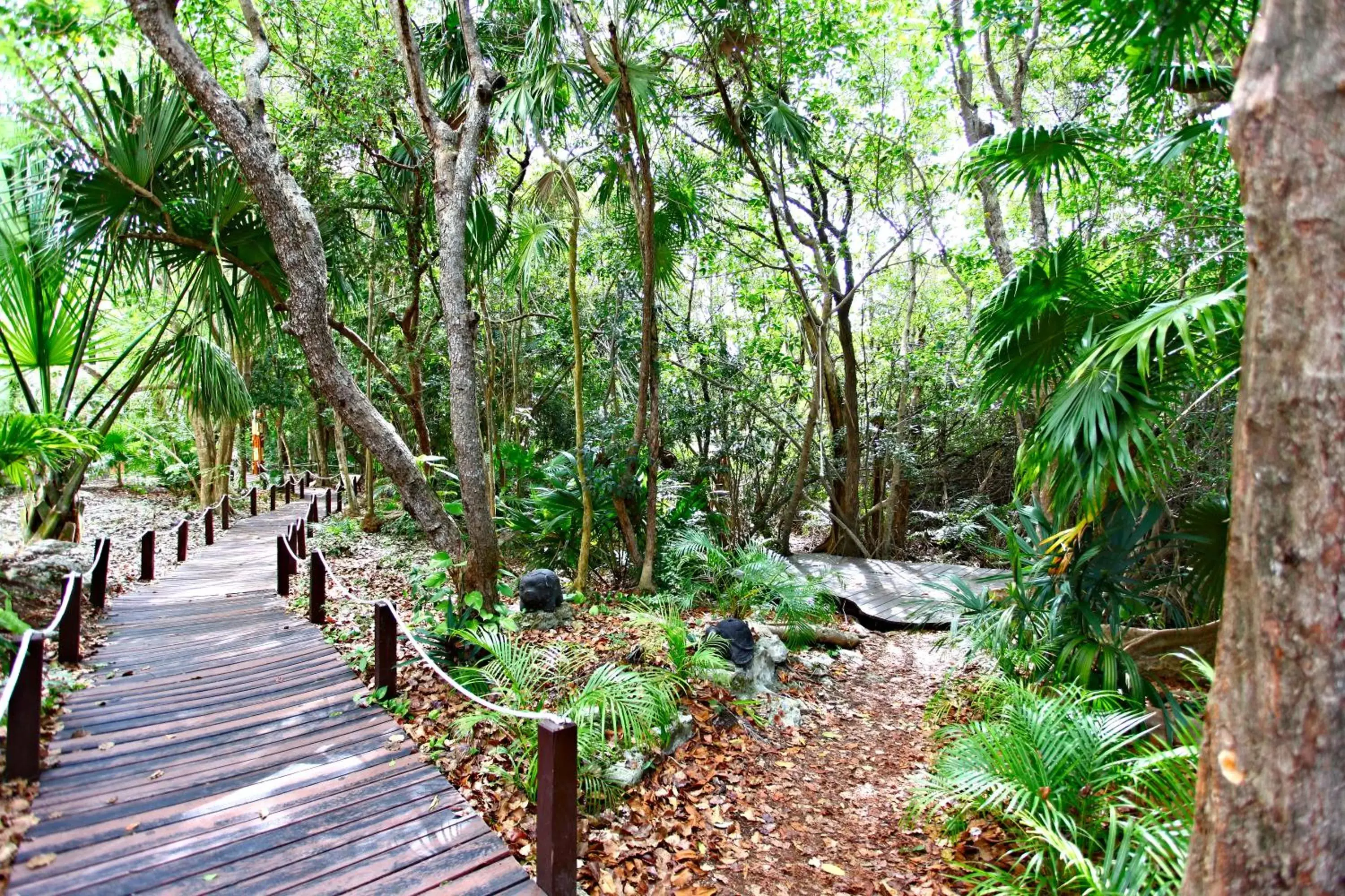 Natural landscape, Garden in Select Club at Sandos Caracol All Inclusive - Adults Only Area