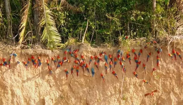 Animals in Hostal Limoncocha