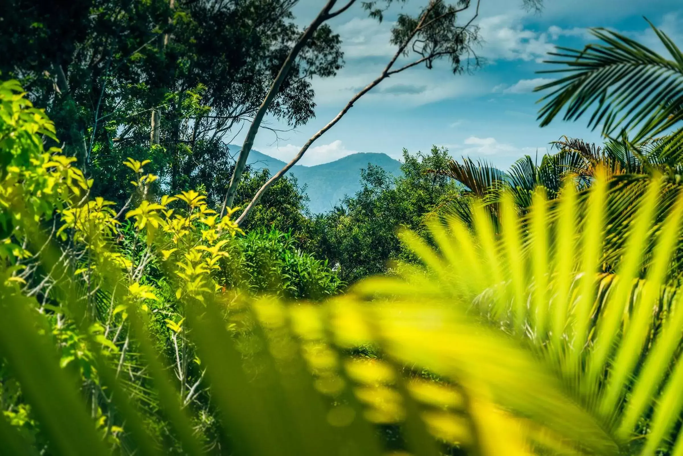 Natural landscape in Bella Vista Bellingen