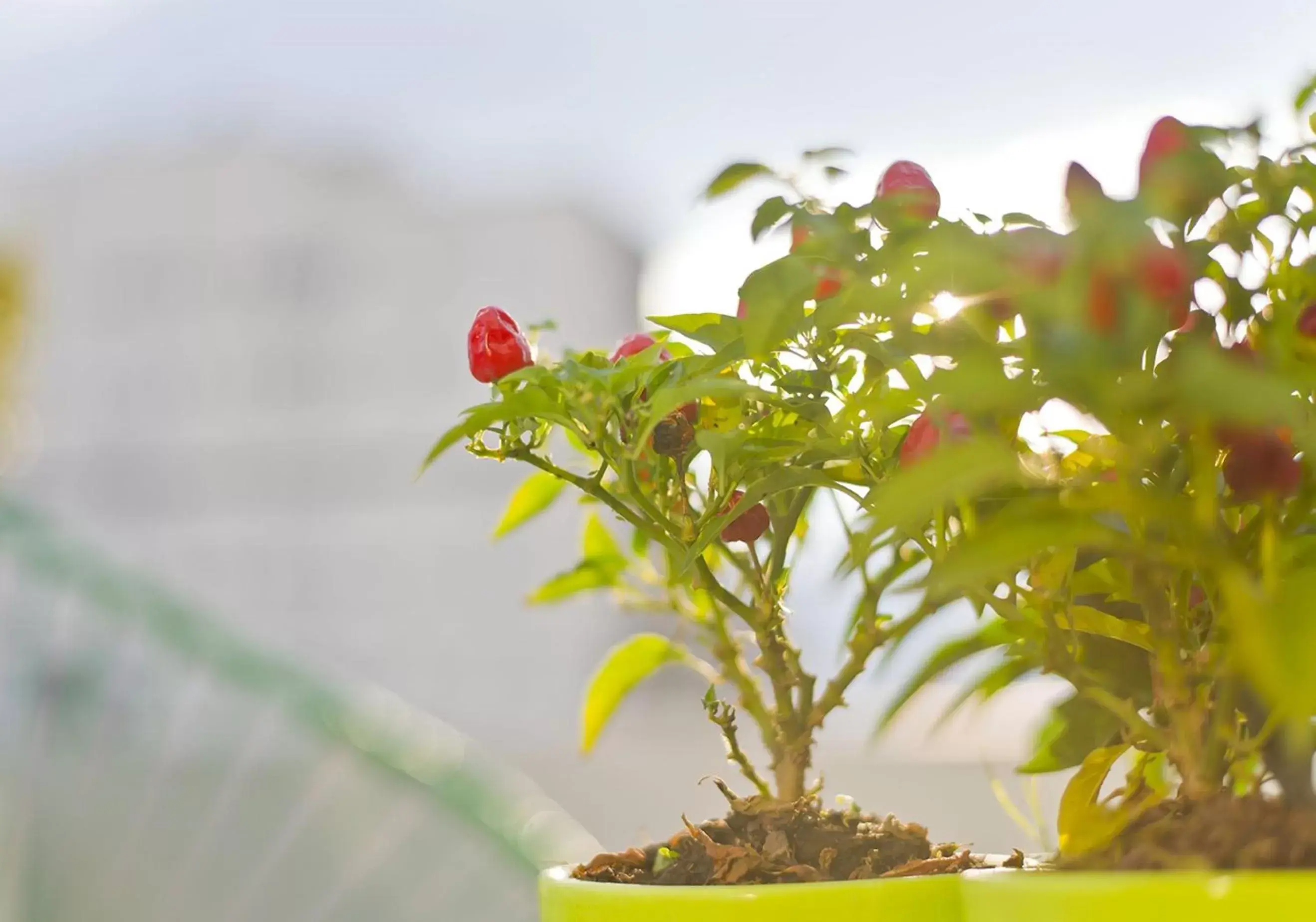 Balcony/Terrace in Bulnes Eco Suites