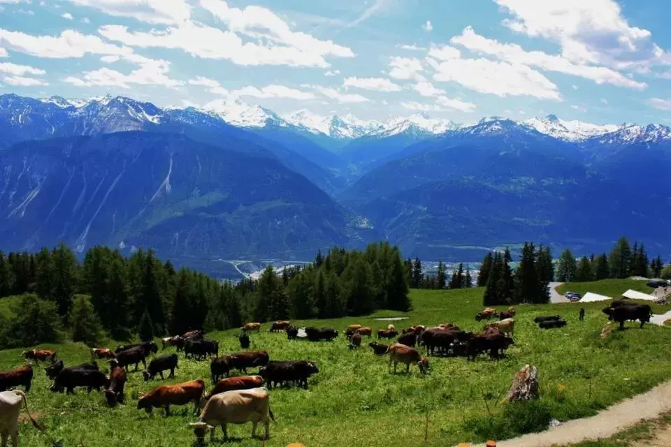 Le Mayen de Colombire