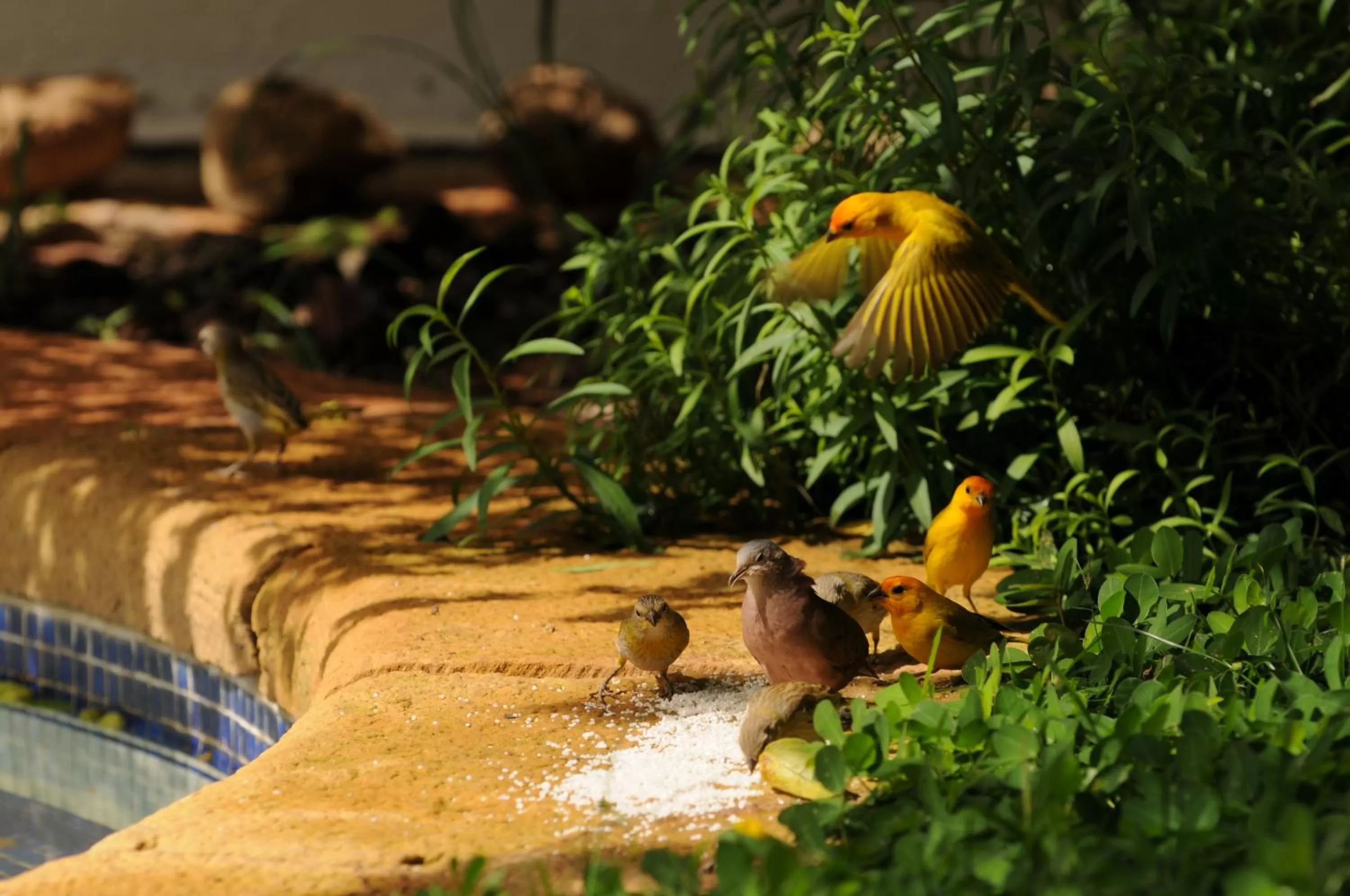 Animals in La Nube Posada