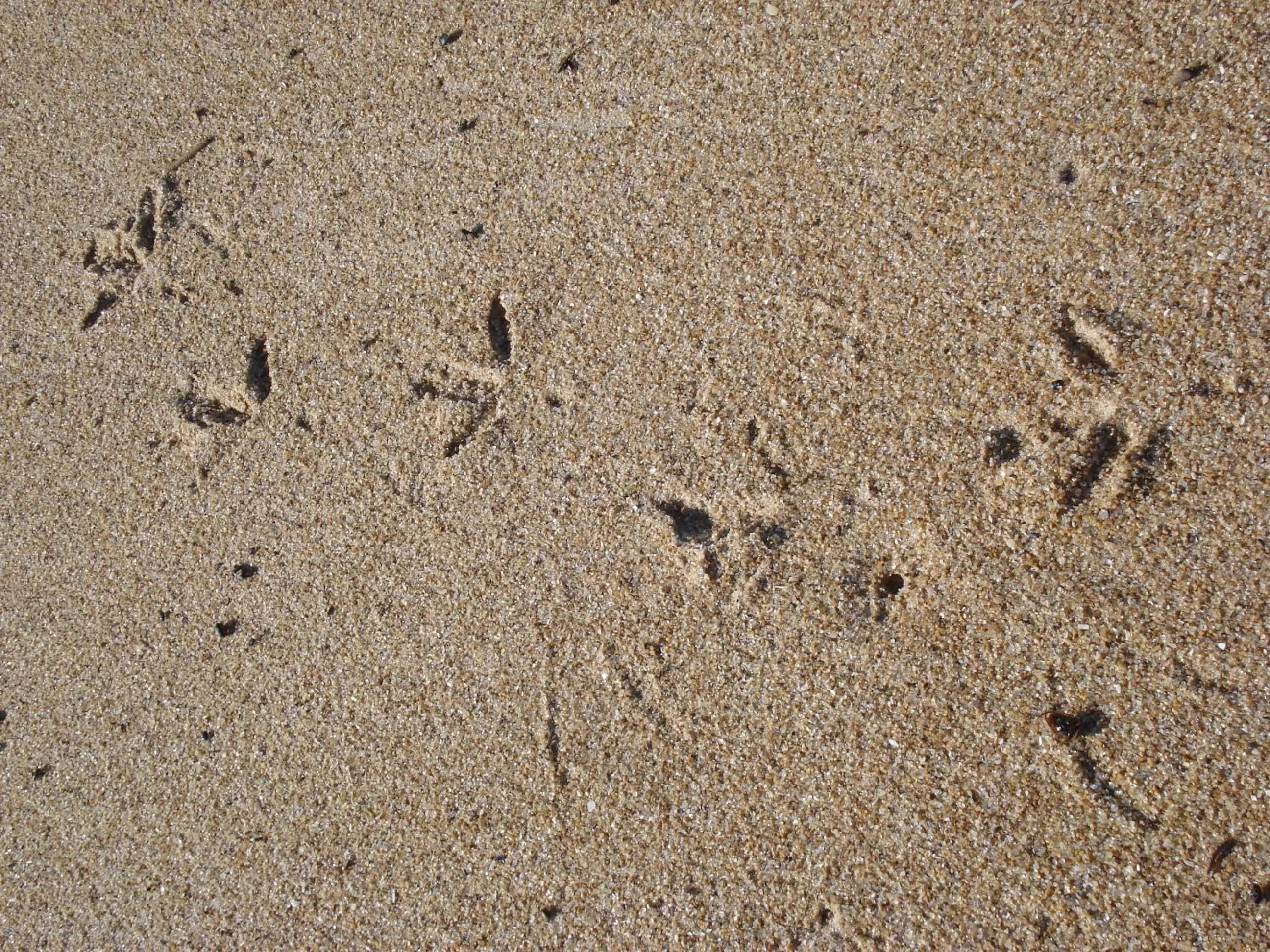 Beach in BDA Hotel & Spa