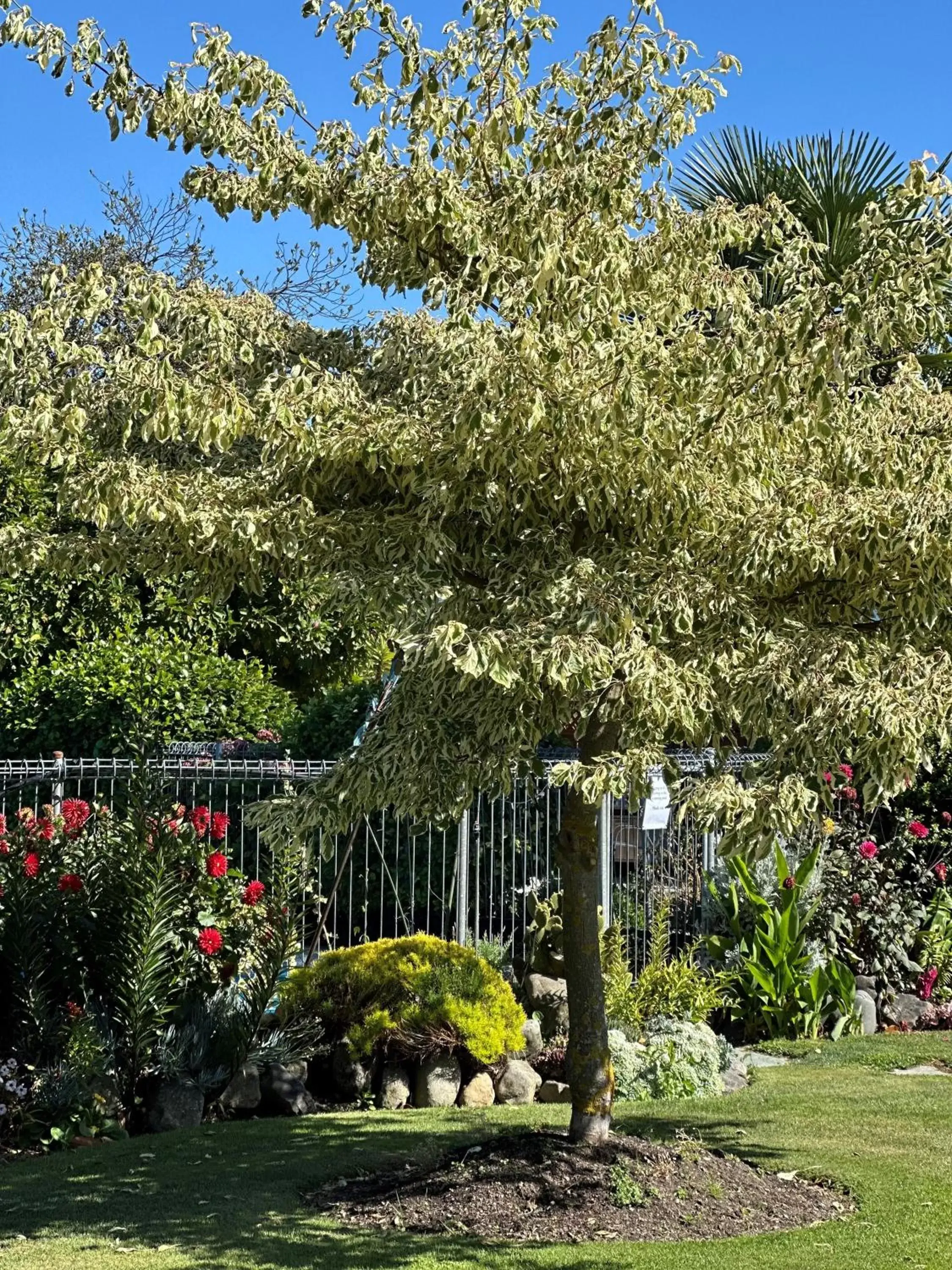 Garden in Middle Park Motel