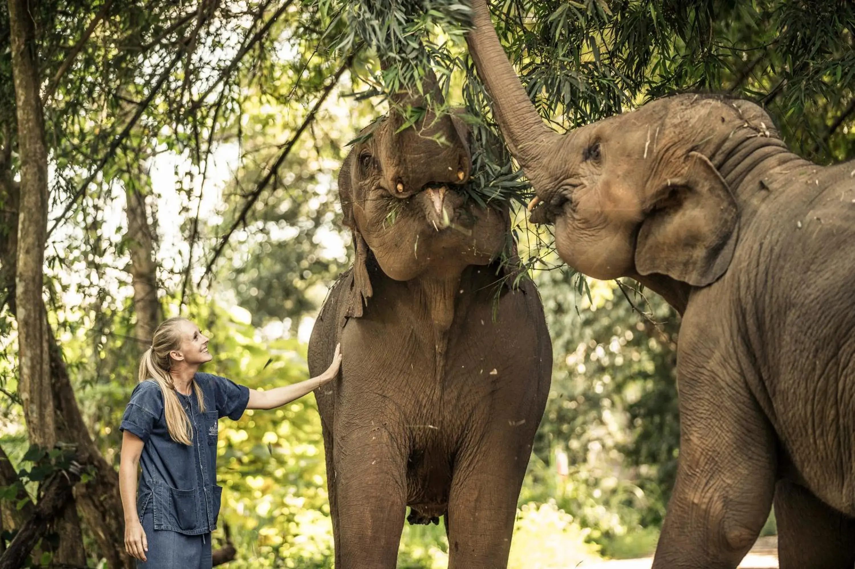 Garden, Other Animals in Anantara Golden Triangle Elephant Camp & Resort